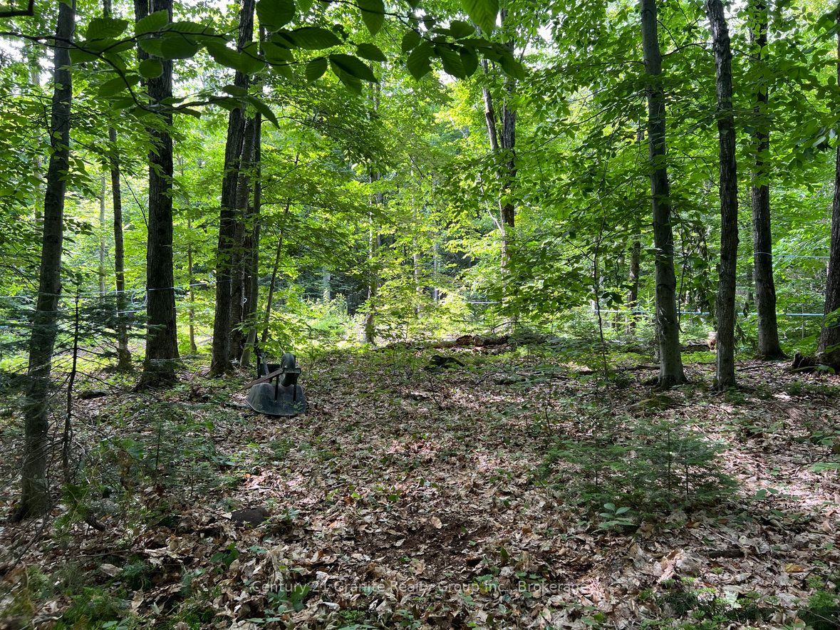 99 Forest View Road Property Photo 2