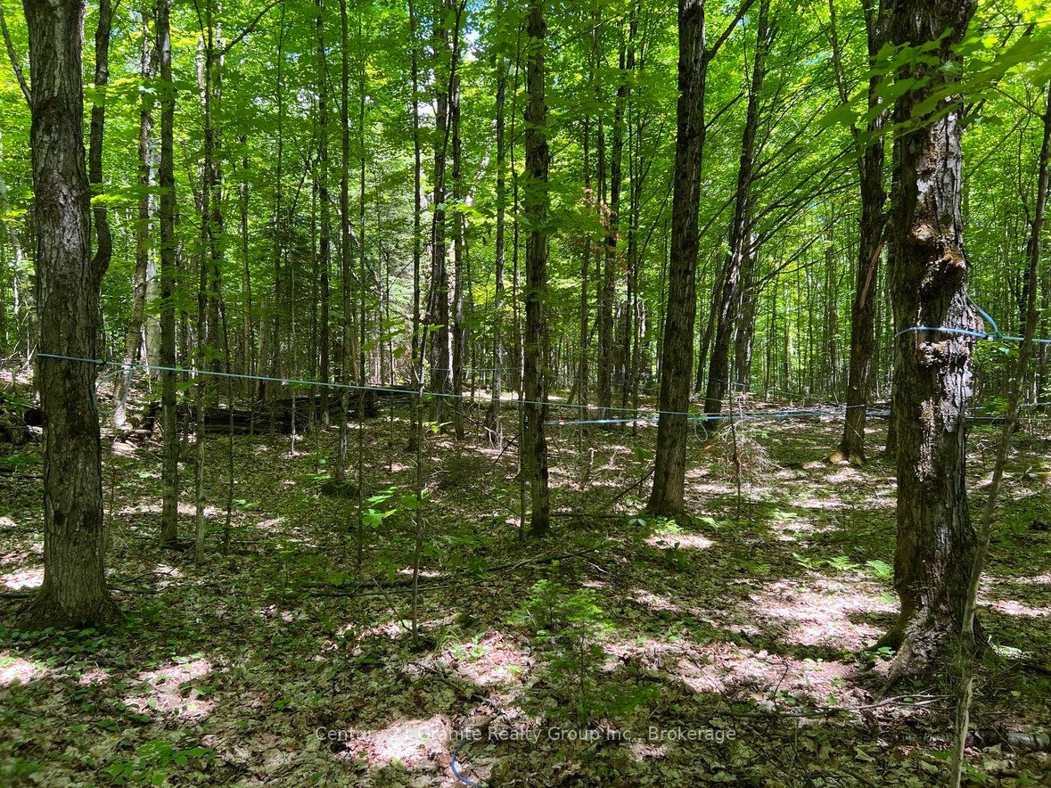99 Forest View Road Property Photo 13