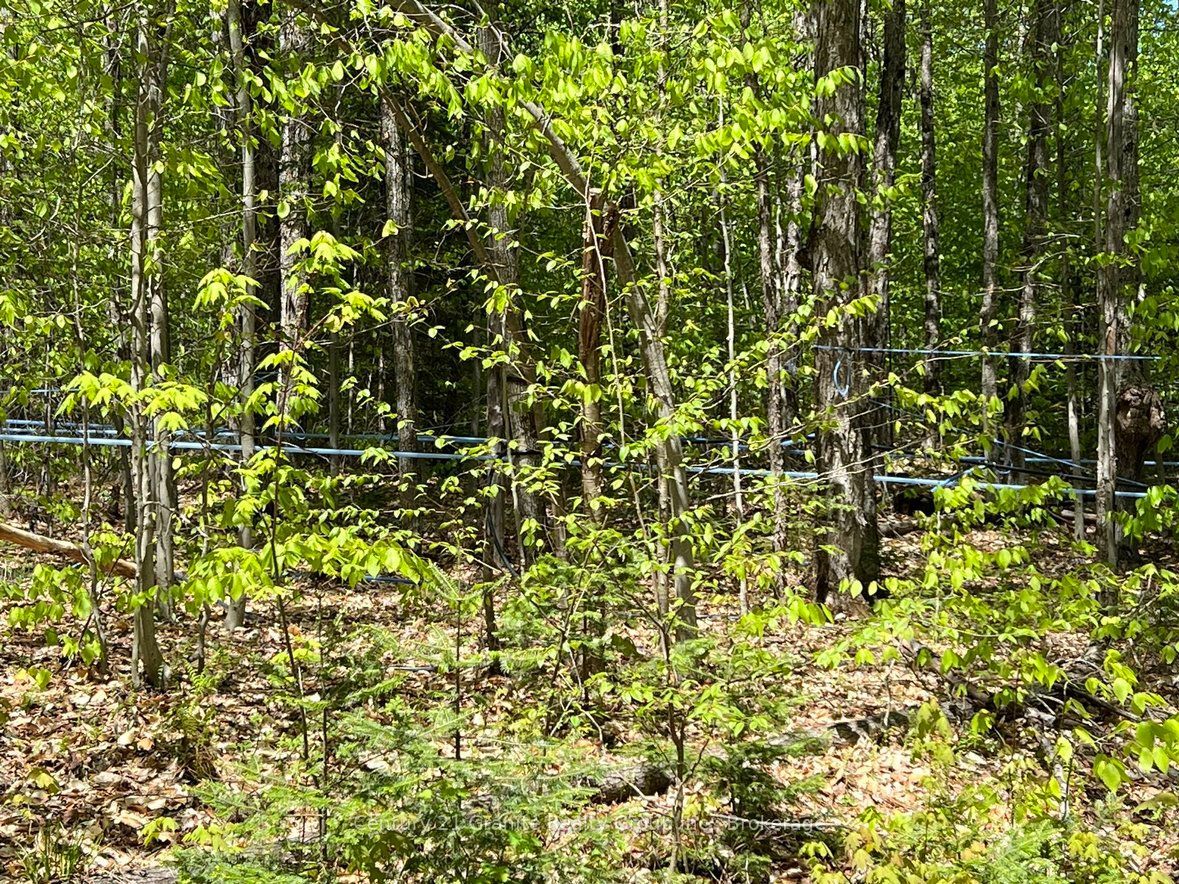 99 Forest View Road Property Photo 20