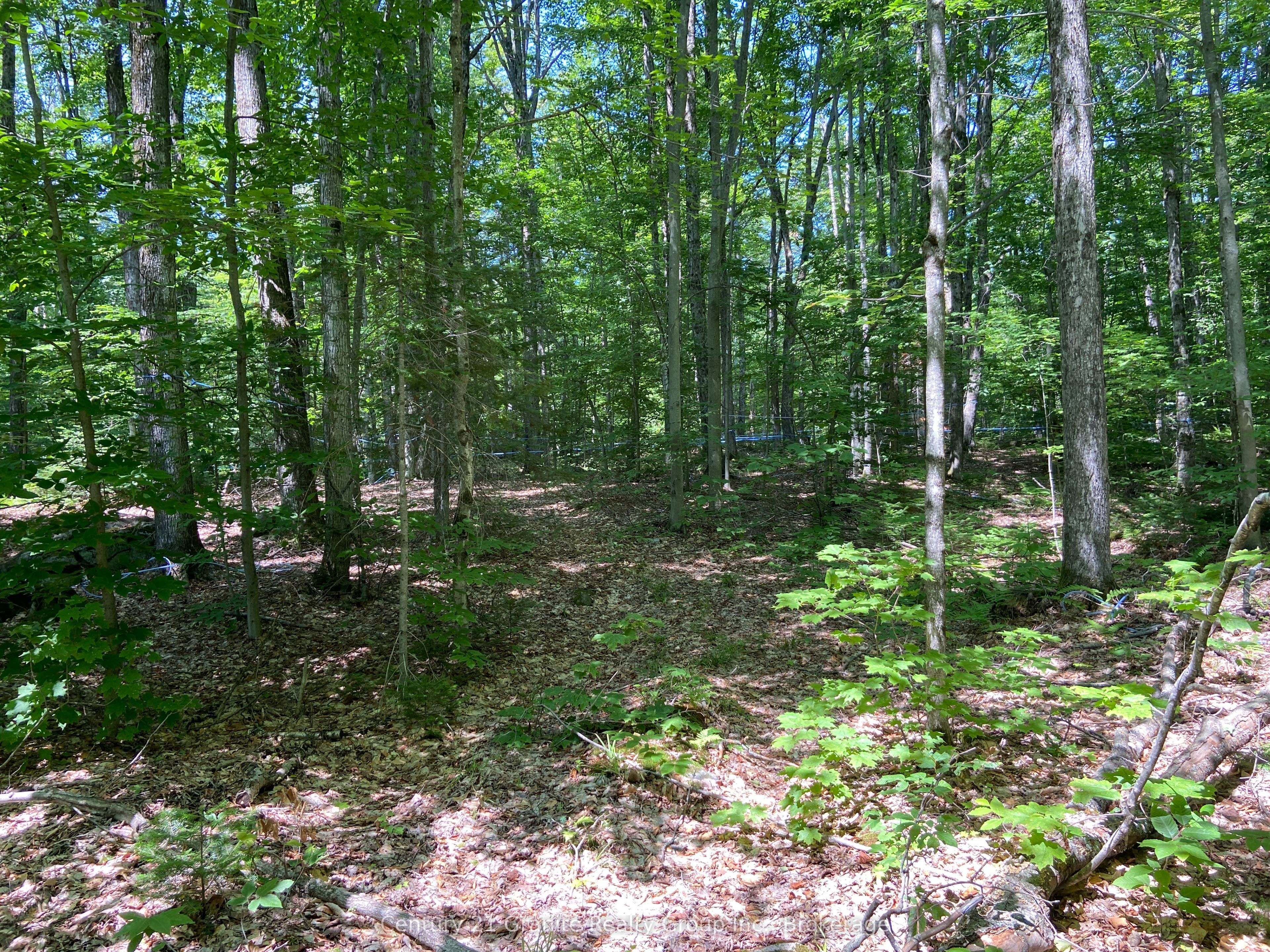99 Forest View Road Property Photo 26