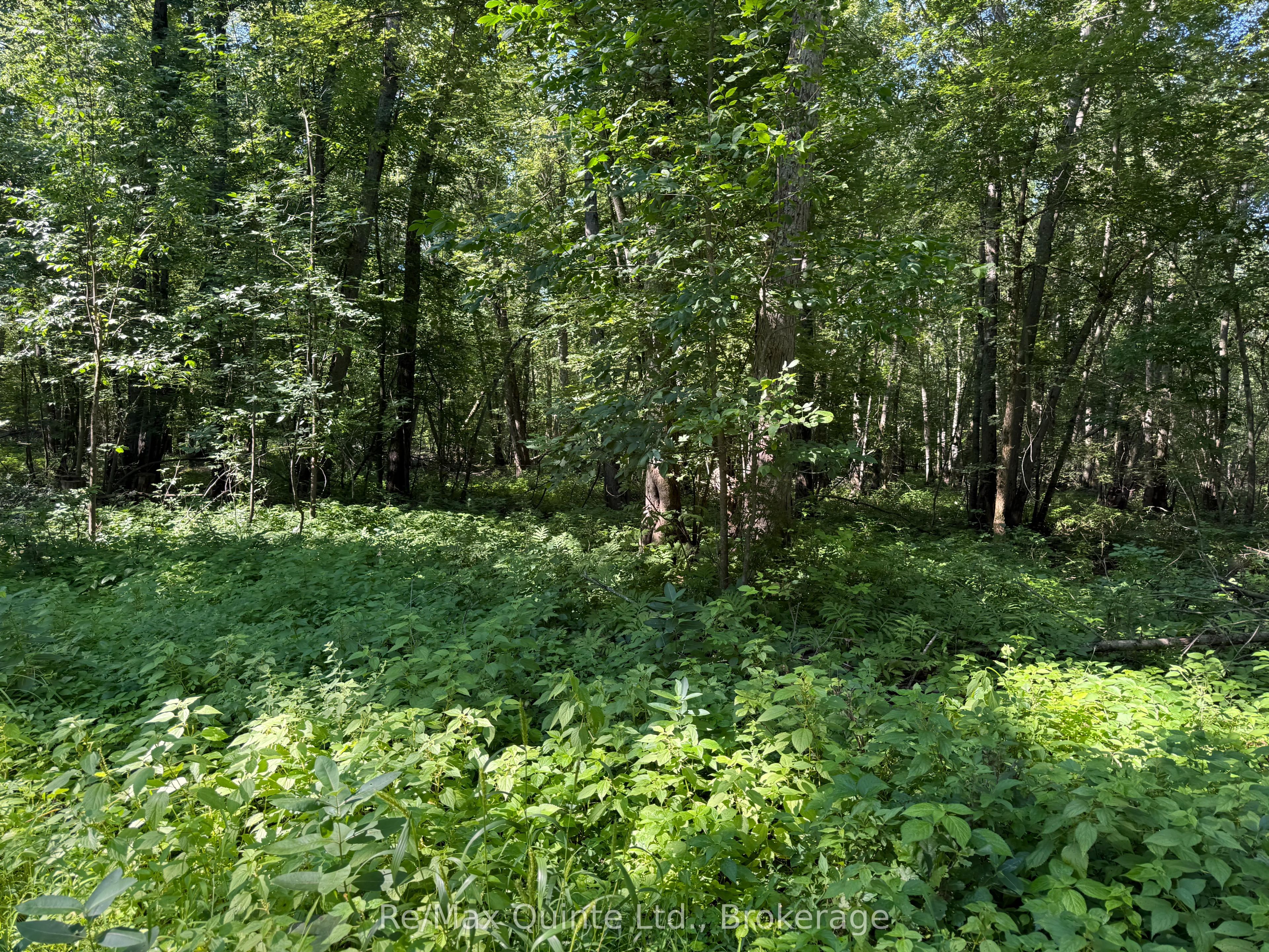 0 Trillium Lane Property Photo 1