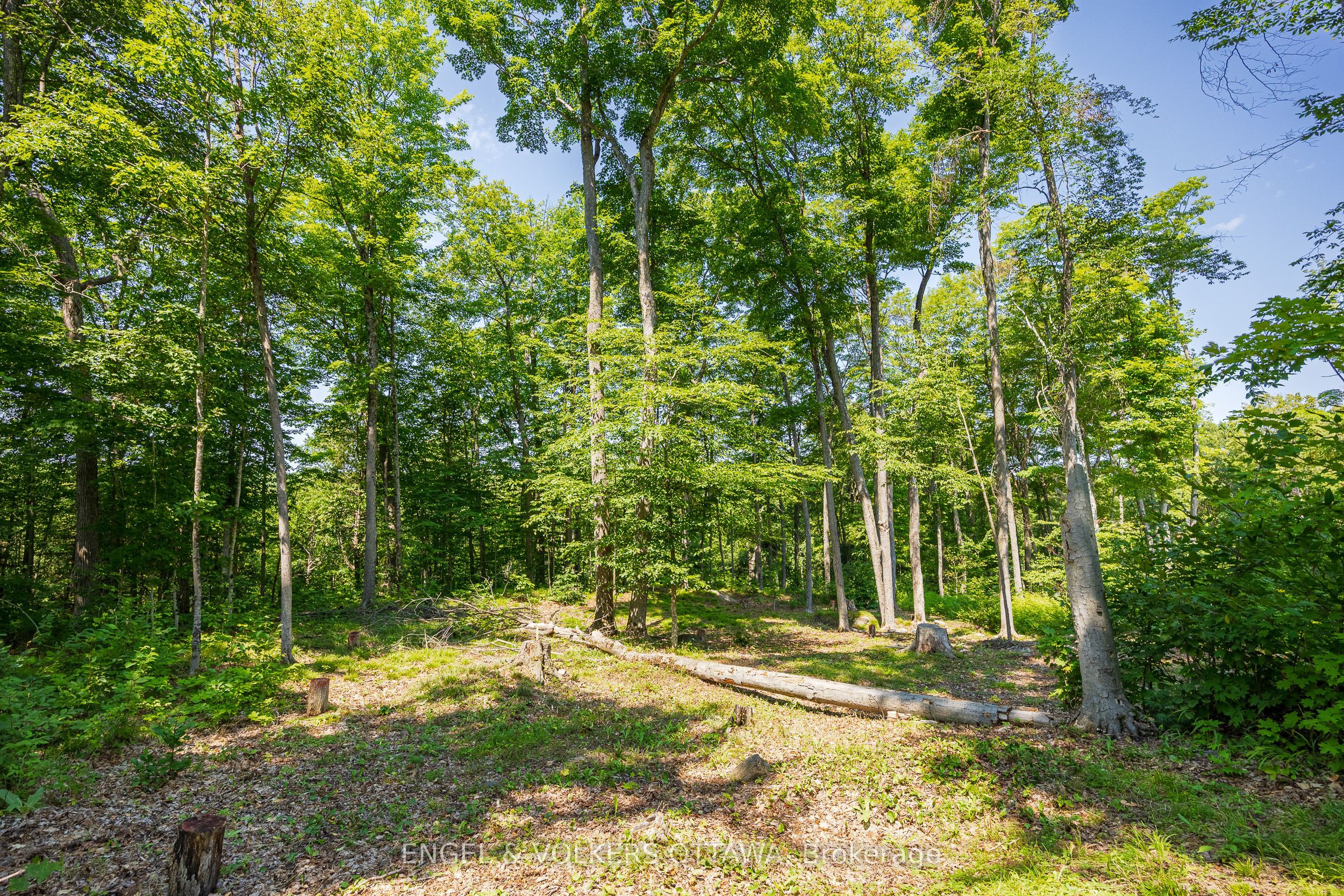 223 Shady Maple Road Property Photo 12