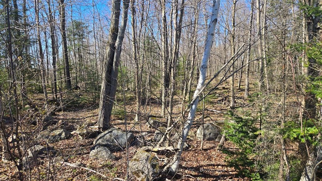 Pt Lt 33 Con 5 Hummel Line Property Photo 14