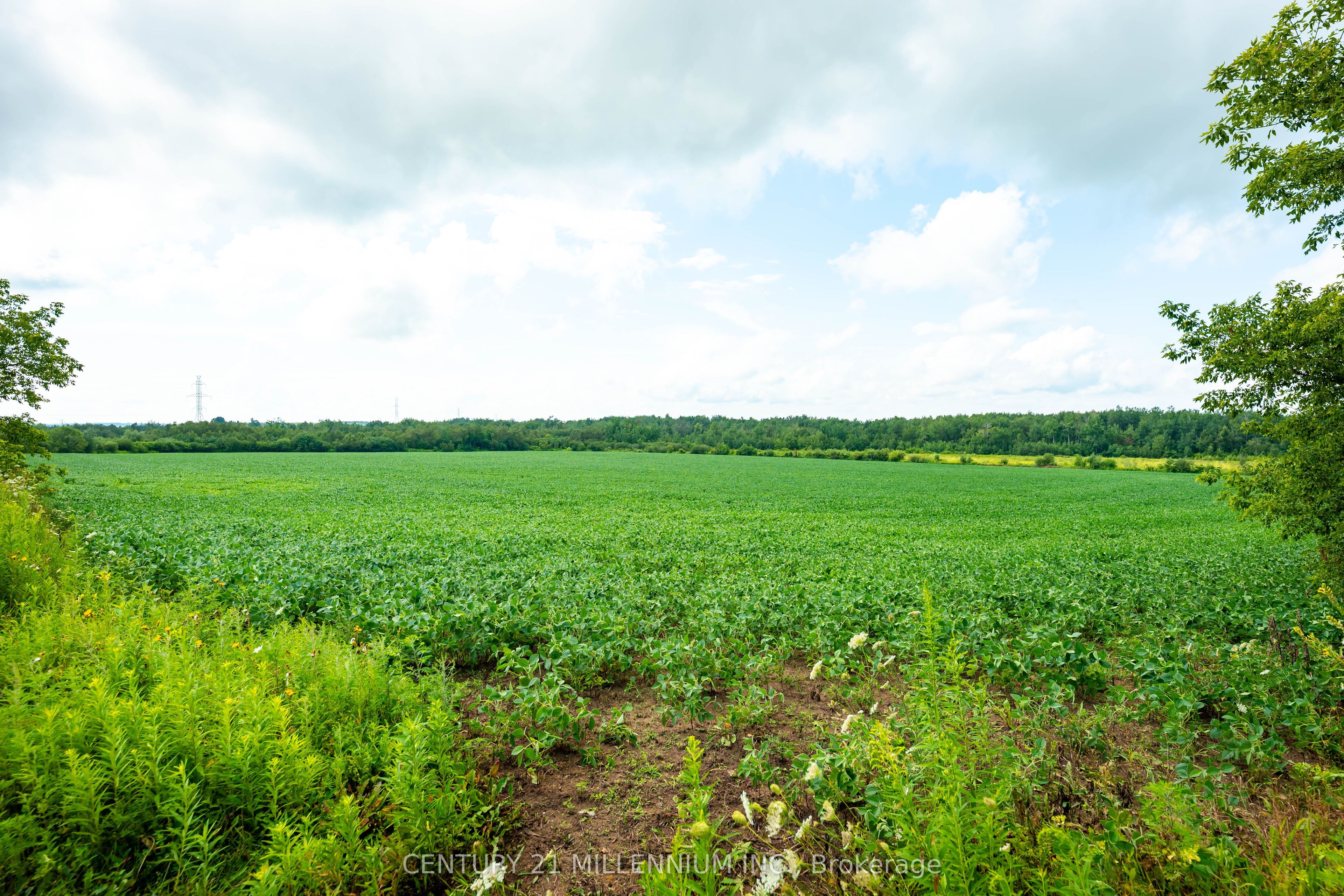 245097 5th Side Road Property Photo 19
