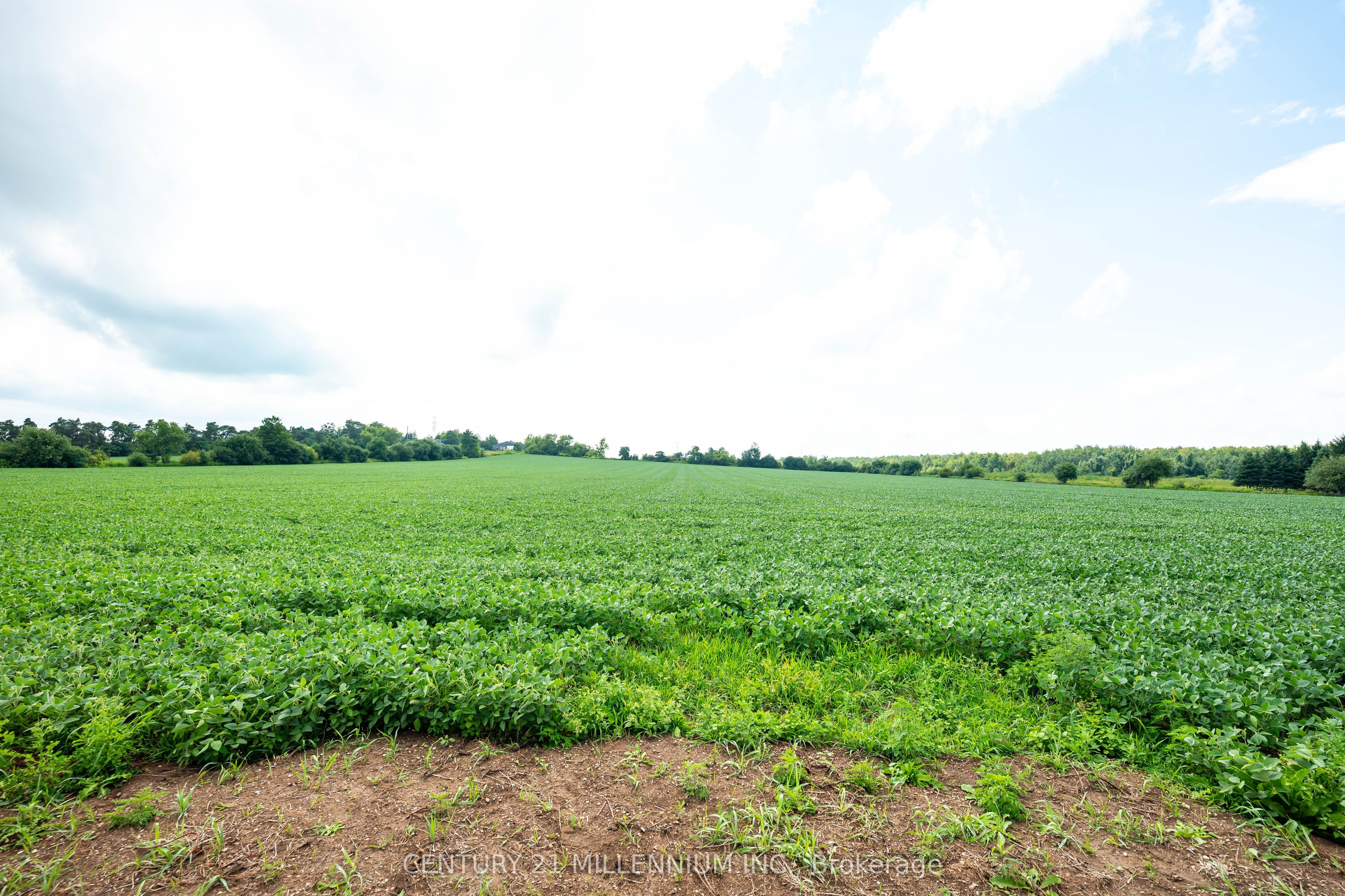 245097 5th Side Road Property Photo 22