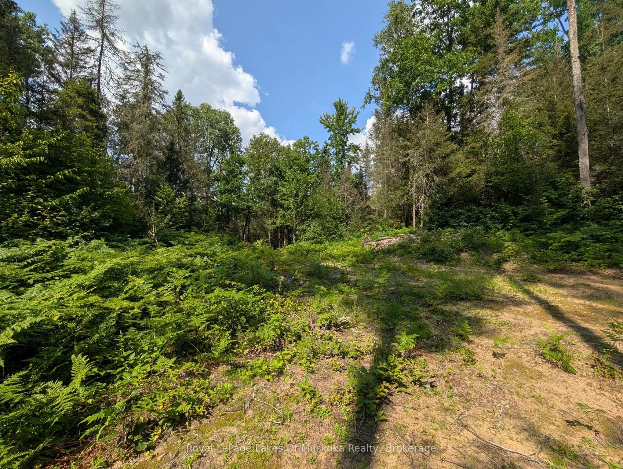 0 Forest Lake Road Property Photo 9