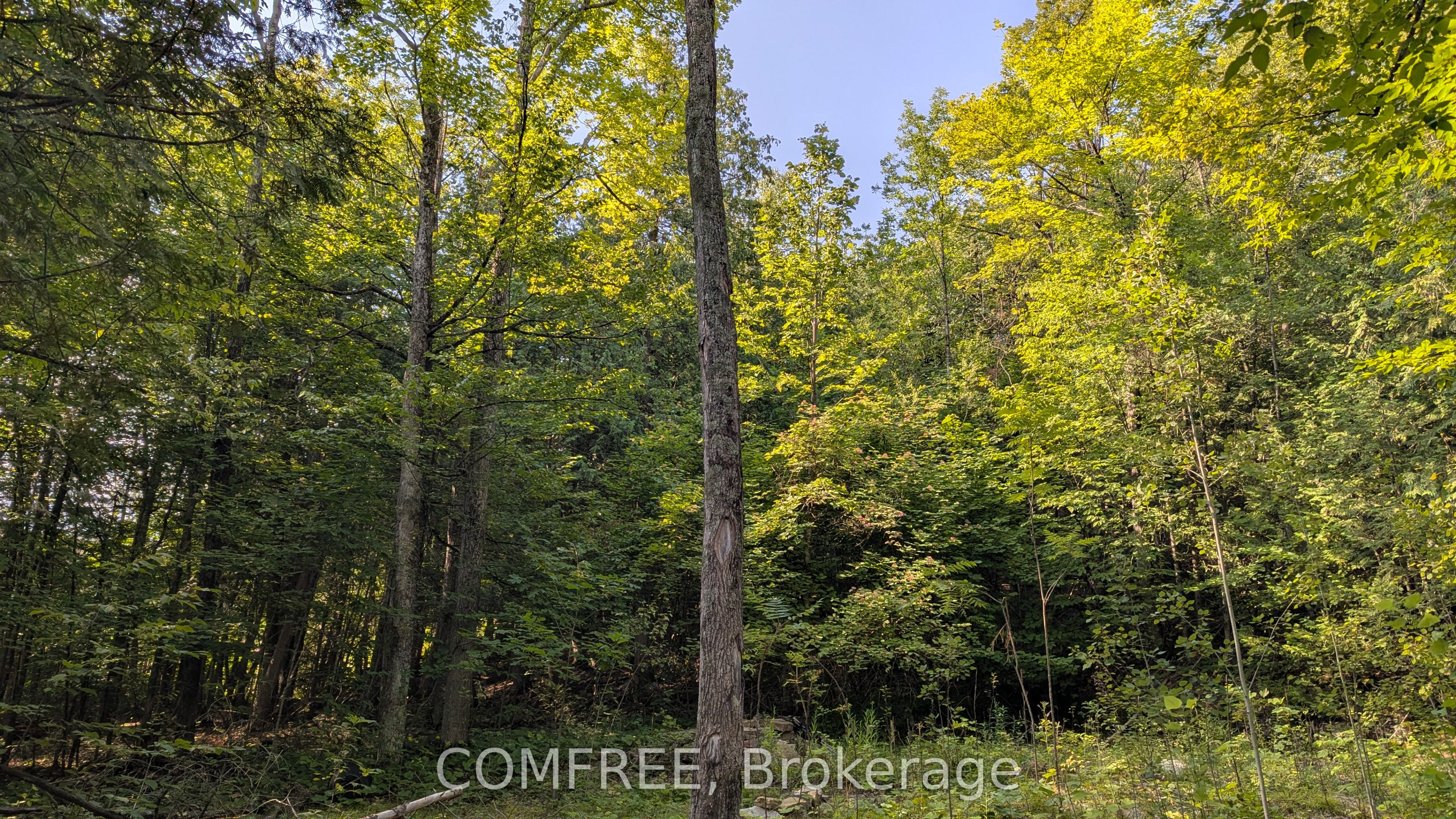 4859 Opeongo Road Property Photo 5