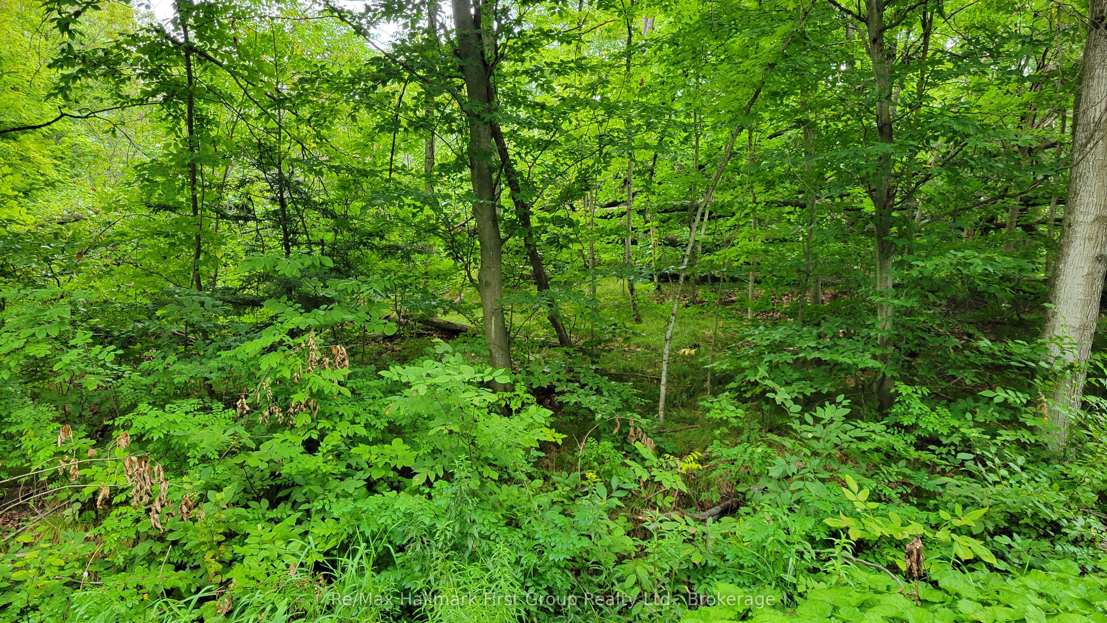 0 Black River Road N Property Photo 8