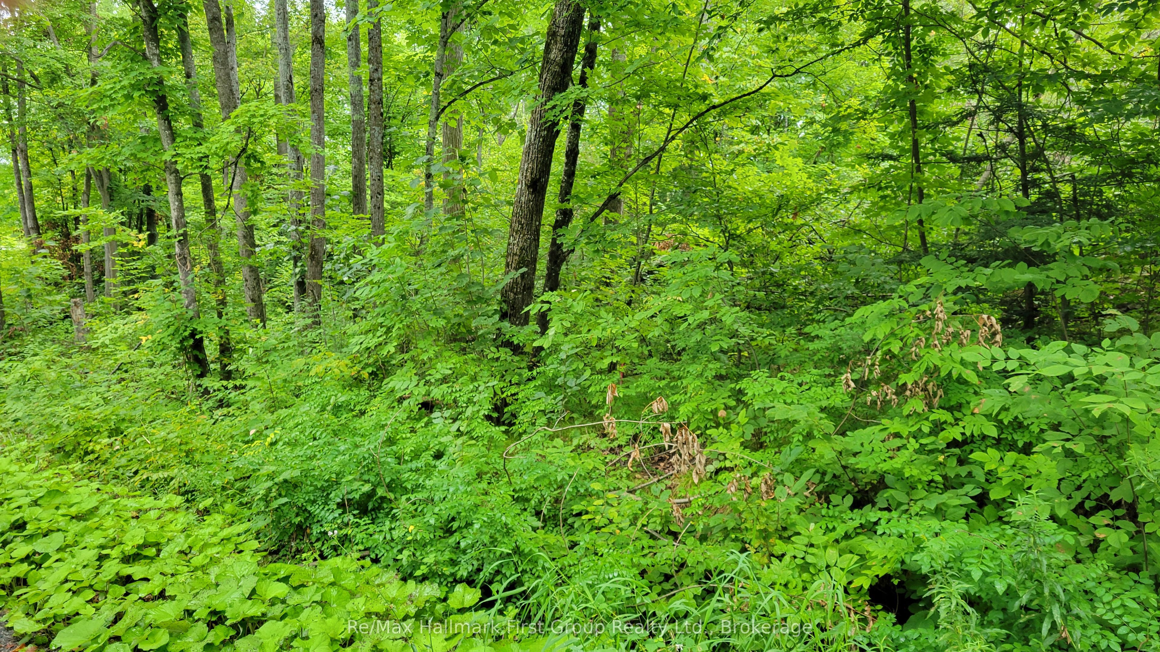 0 Black River Road N Property Photo 9