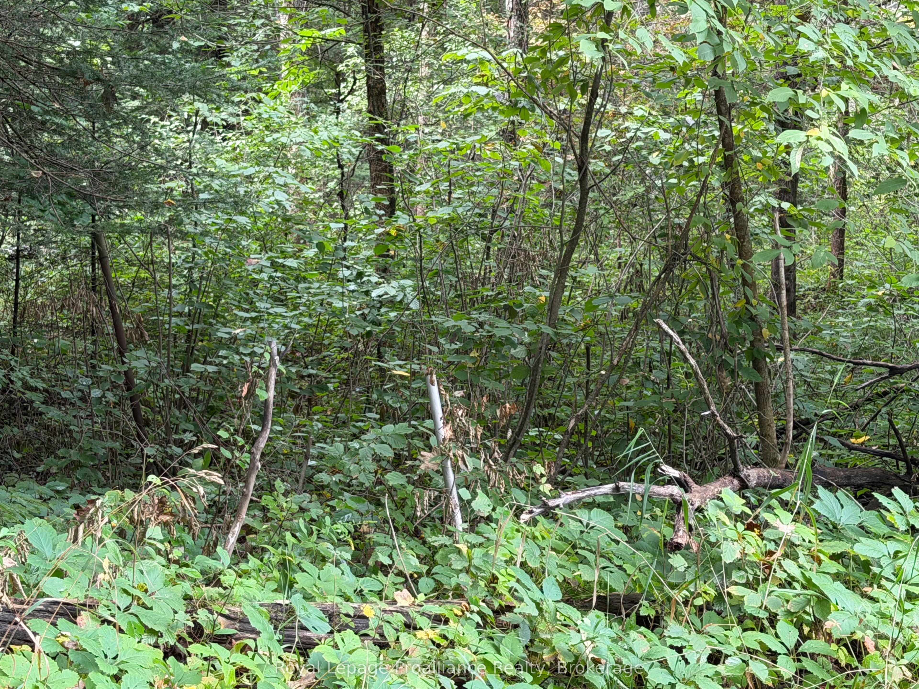 0 Twin Sisters Lake Road Property Photo 5