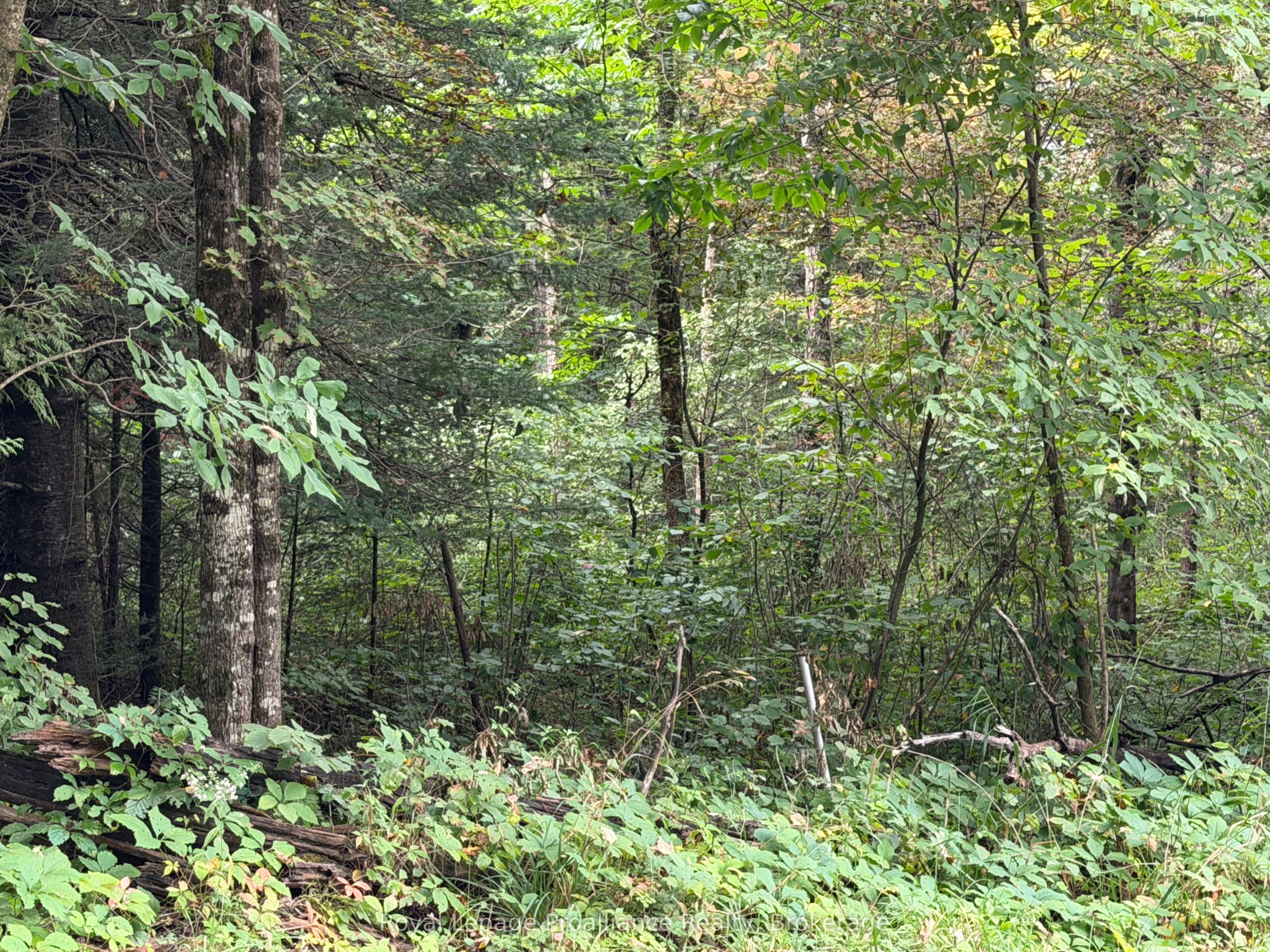 0 Twin Sisters Lake Road Property Photo 11