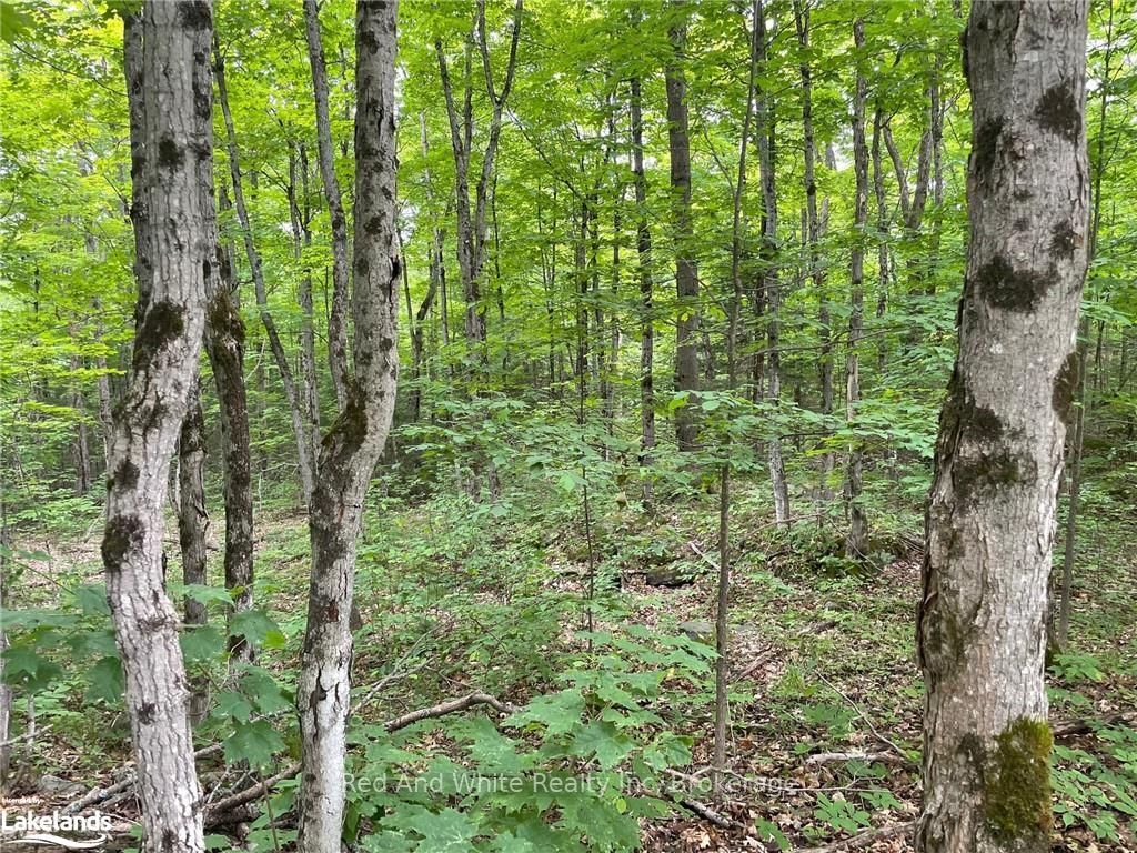 23 Ahmic Lake Road Property Photo 2