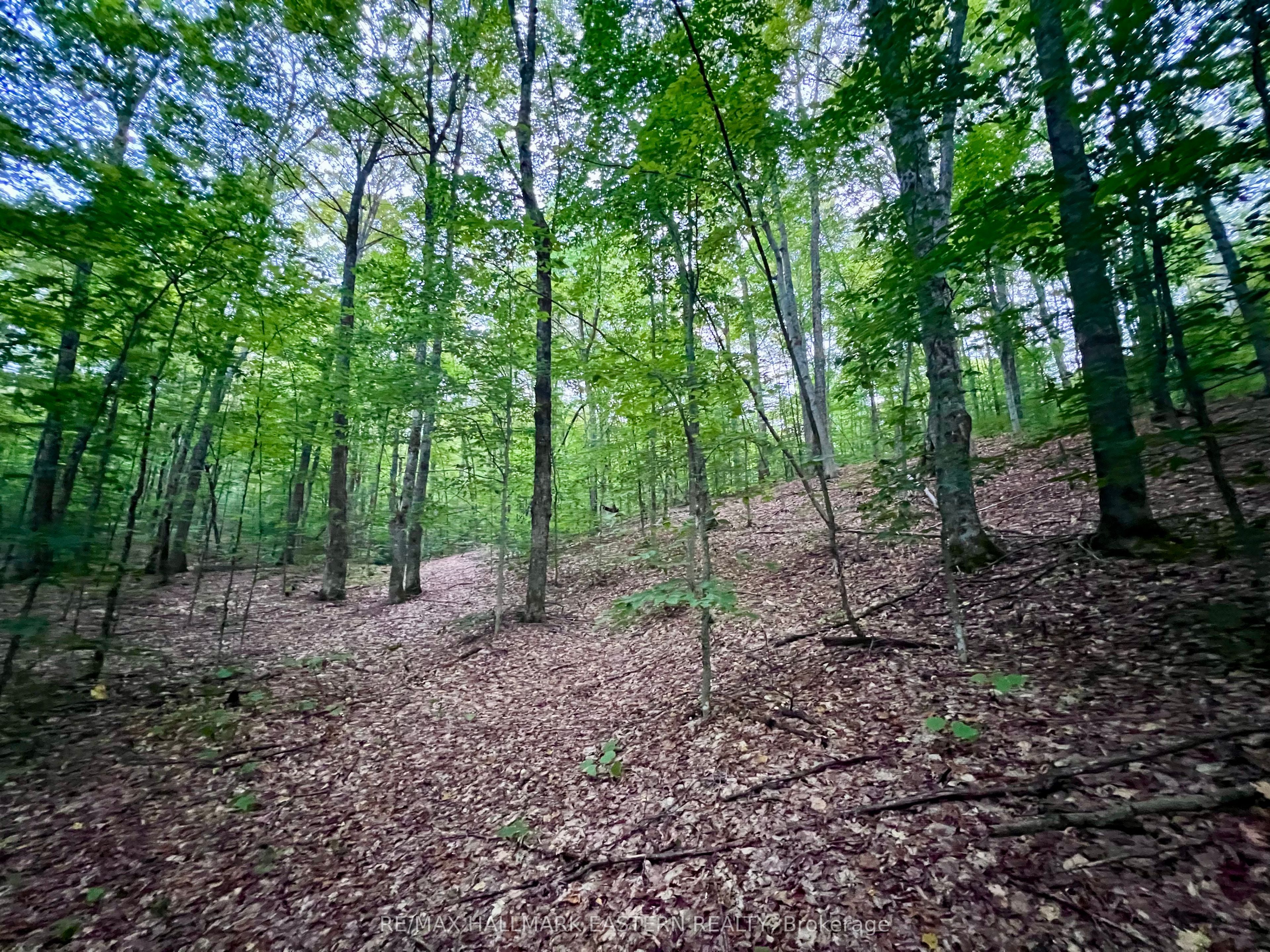 0 Albion Lake Drive Property Photo 6