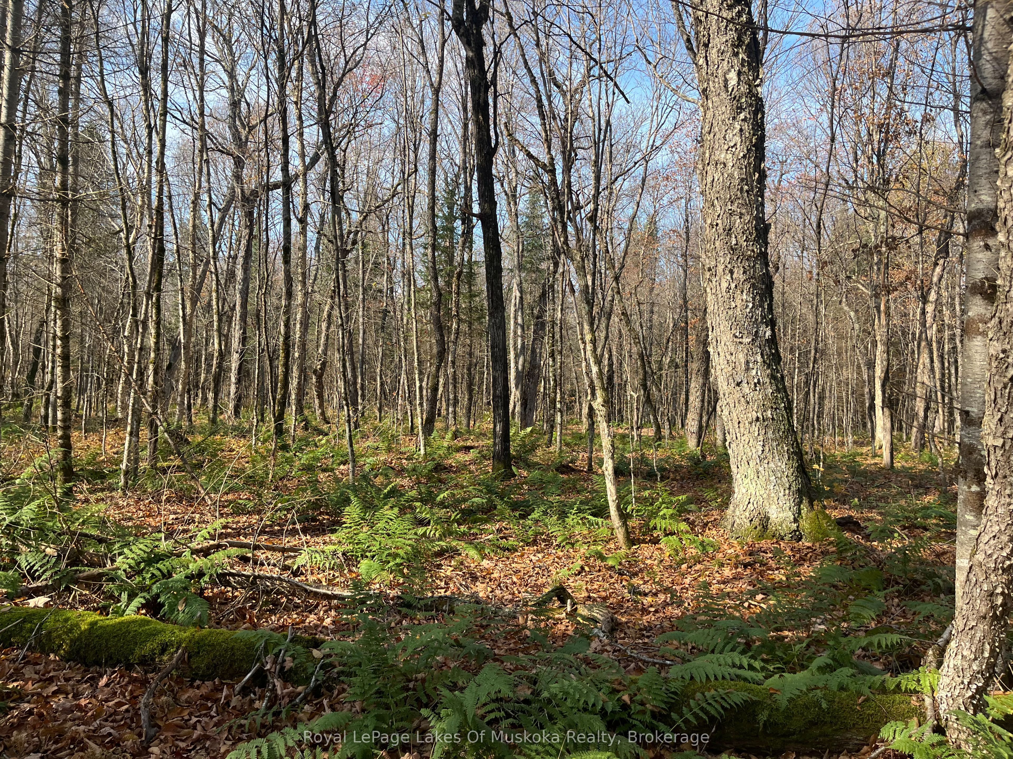 267 & 321 Cardwell Lake Road Property Photo 18