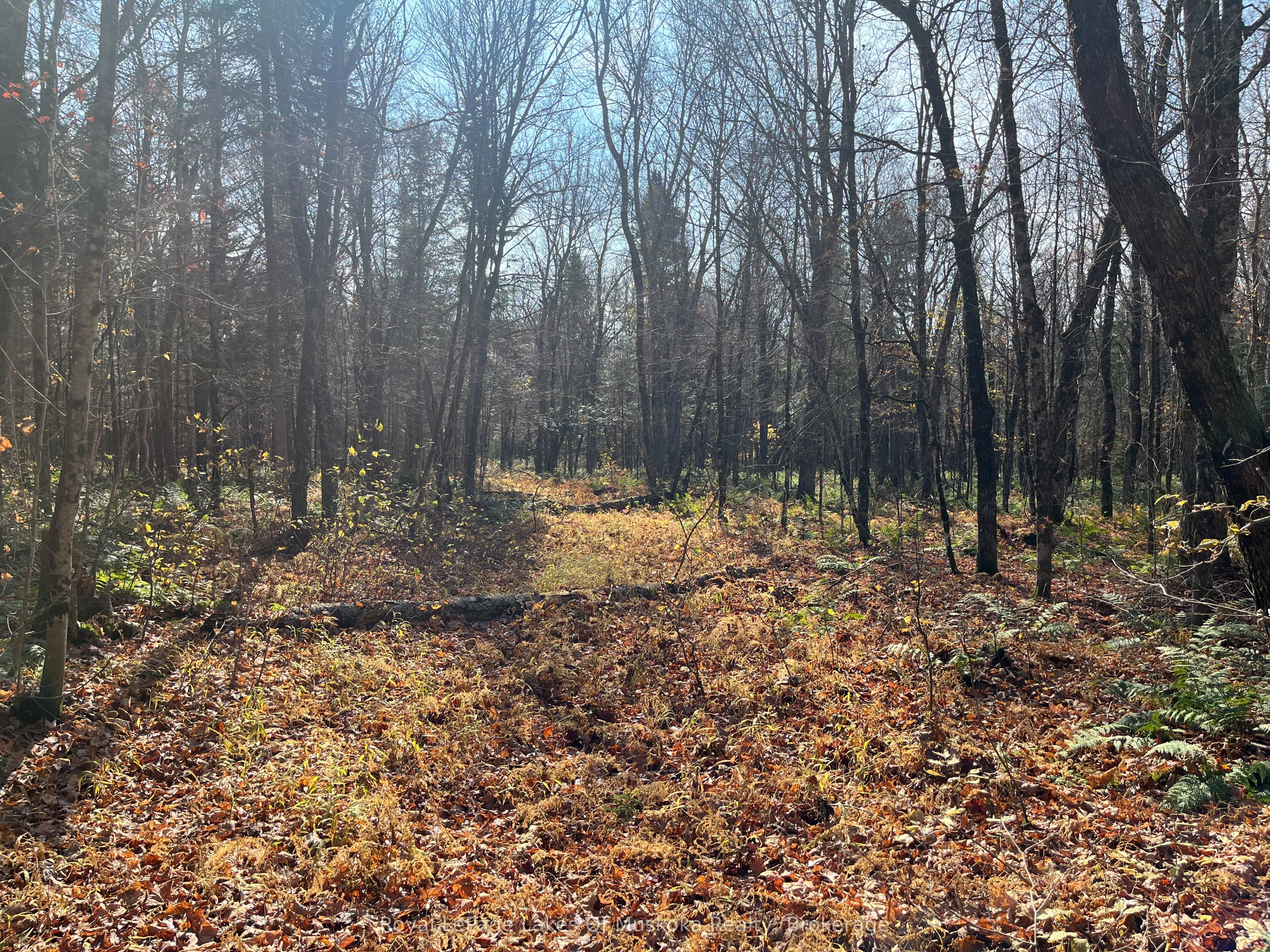 267 & 321 Cardwell Lake Road Property Photo 19