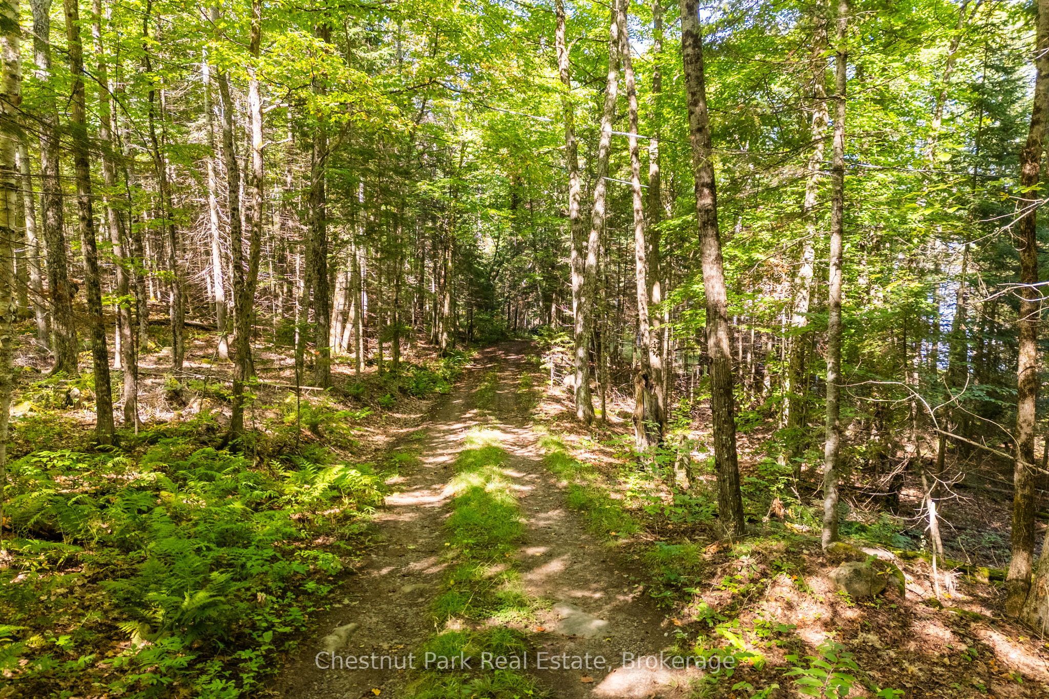 4339 Muskoka Road 117 Road Property Photo 14