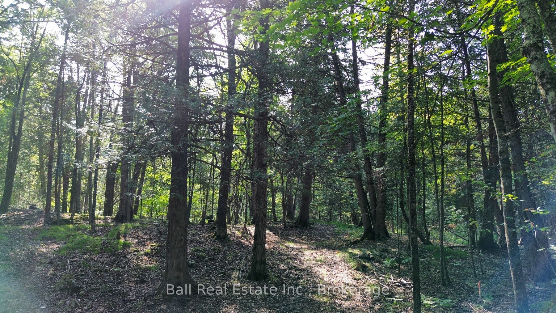 85 Fire Route 19c Route Property Photo 8