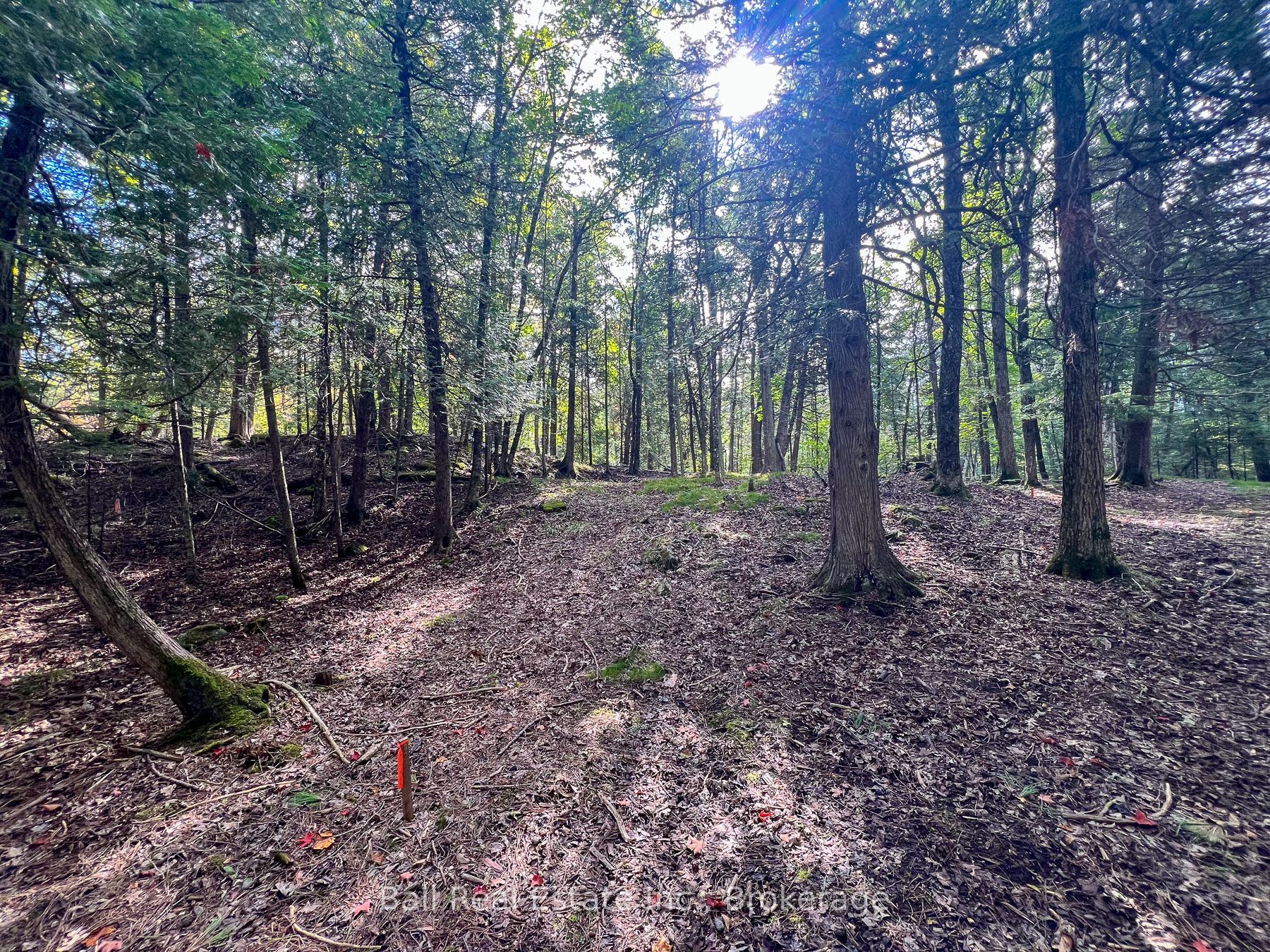 85 Fire Route 19c Route Property Photo 19