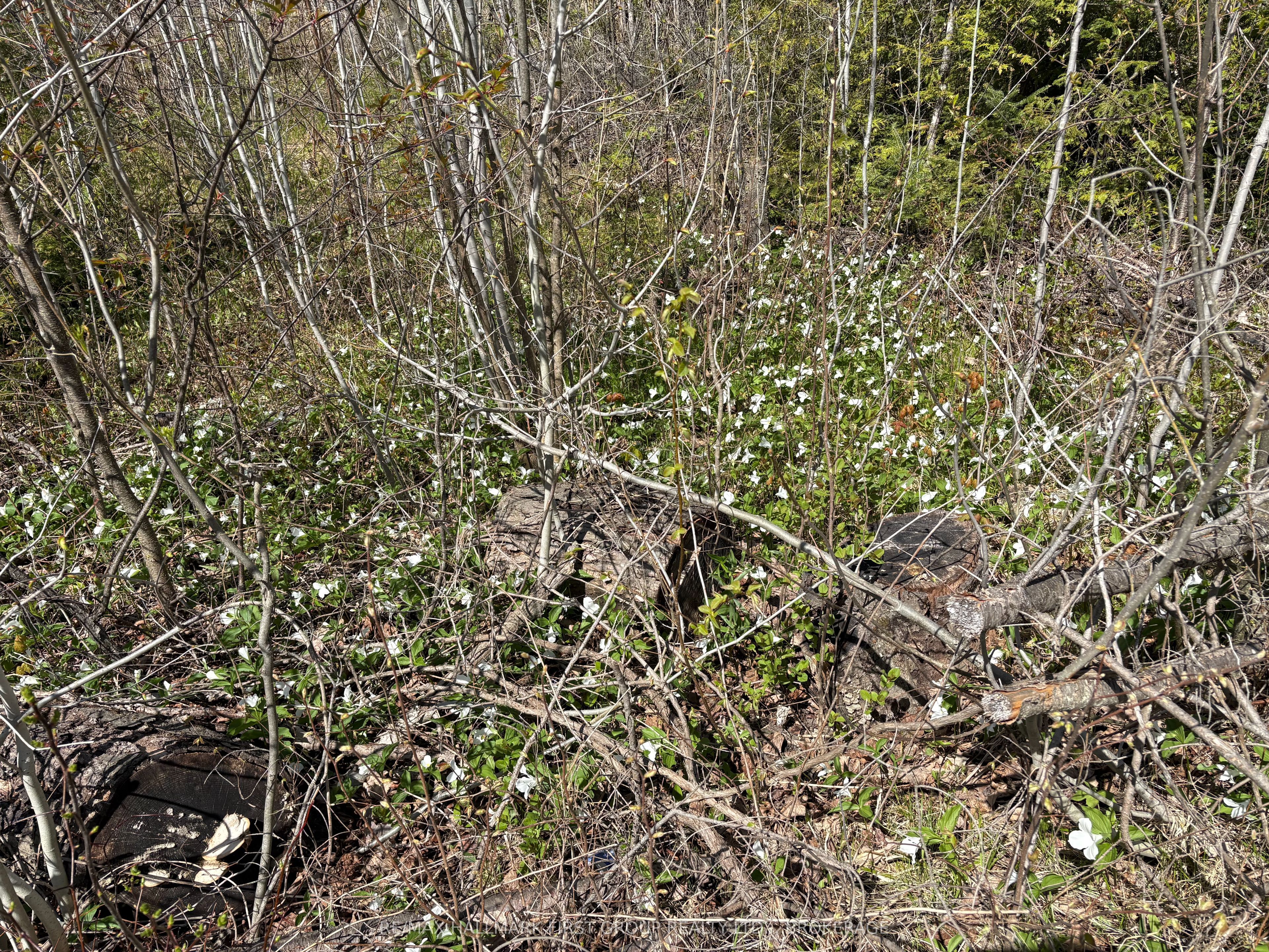 Lot 0 County Road 38 Property Photo 14