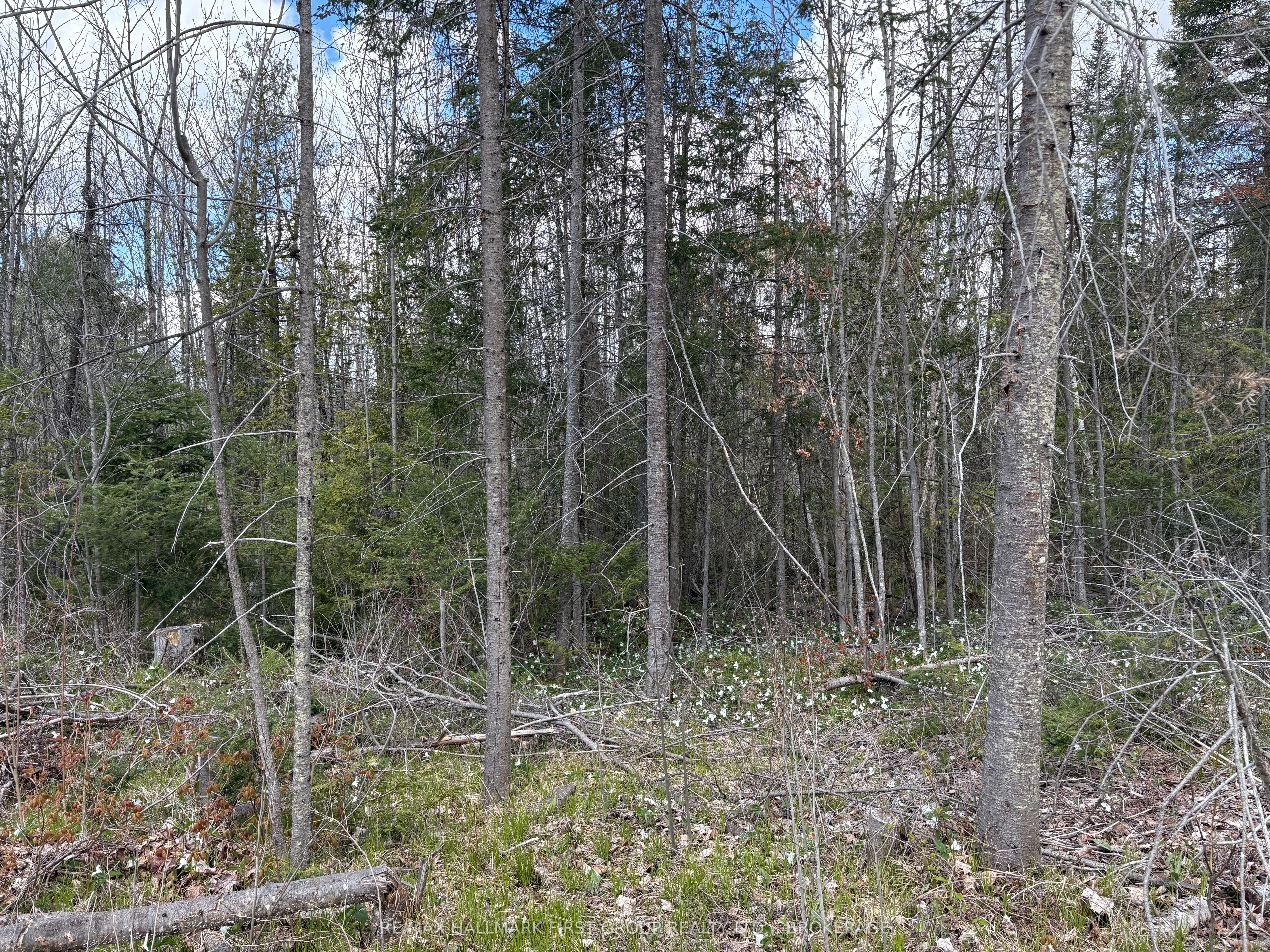 Lot 0 County Road 38 Property Photo 17