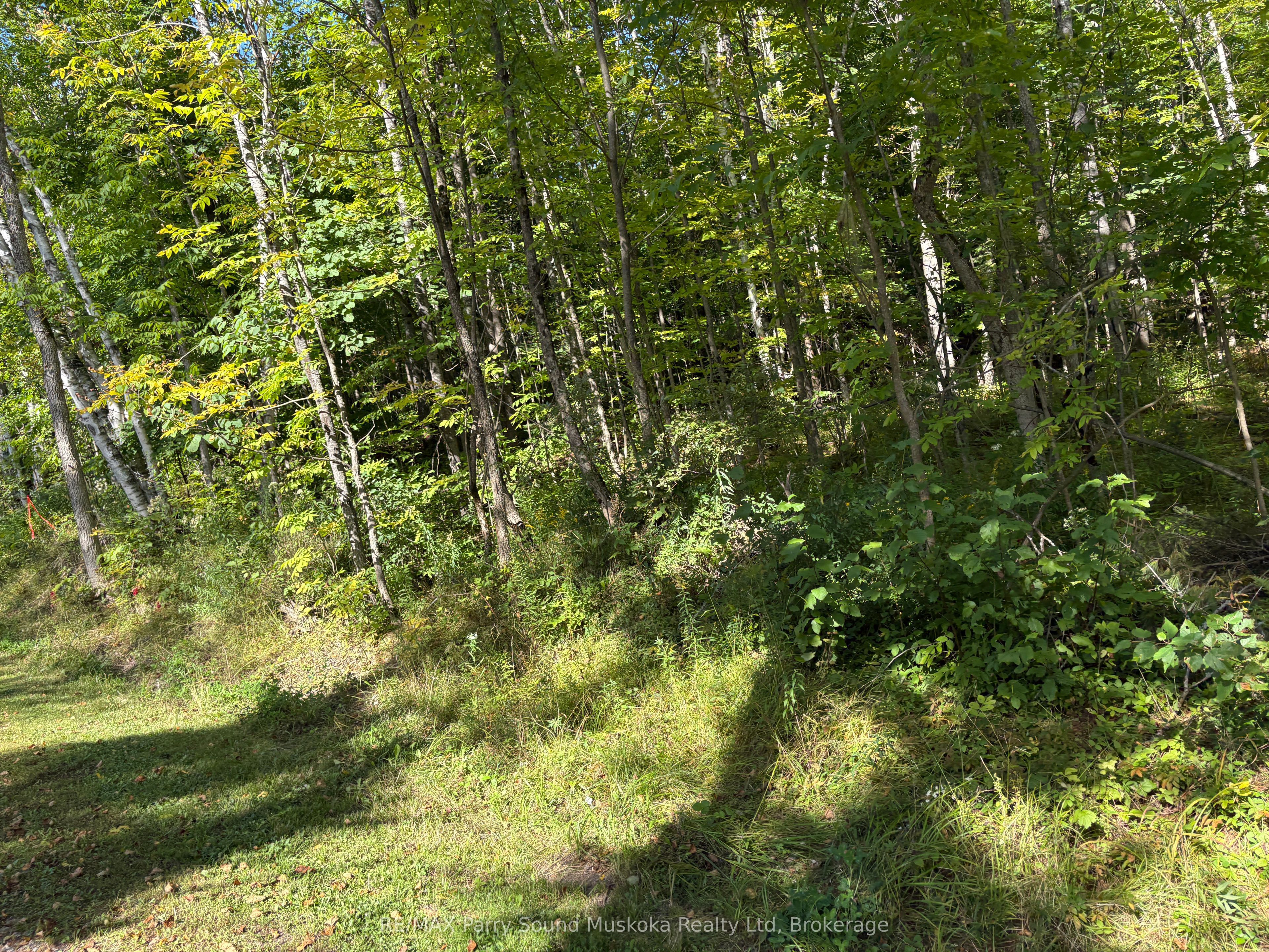 0 Pine Road Property Photo 5