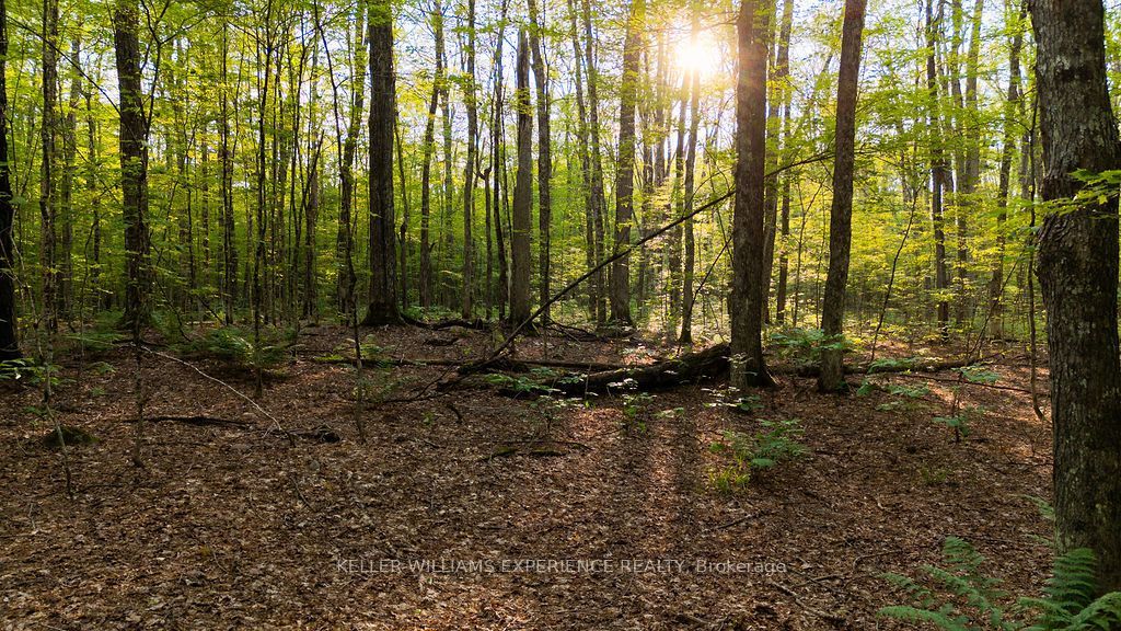 2101 Ahmic Lake Road Property Photo 28