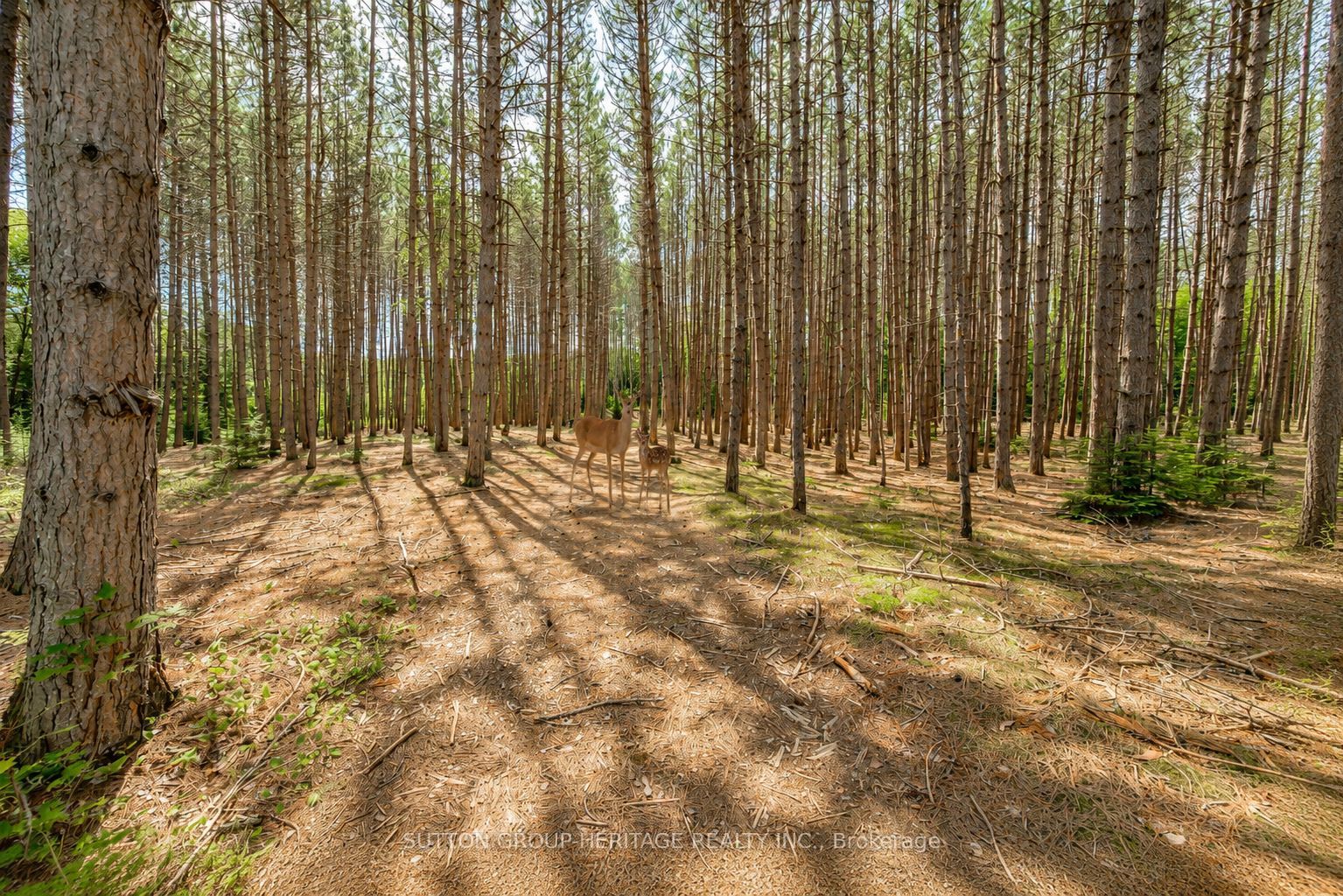 1241 One Mile Drive Property Photo 29
