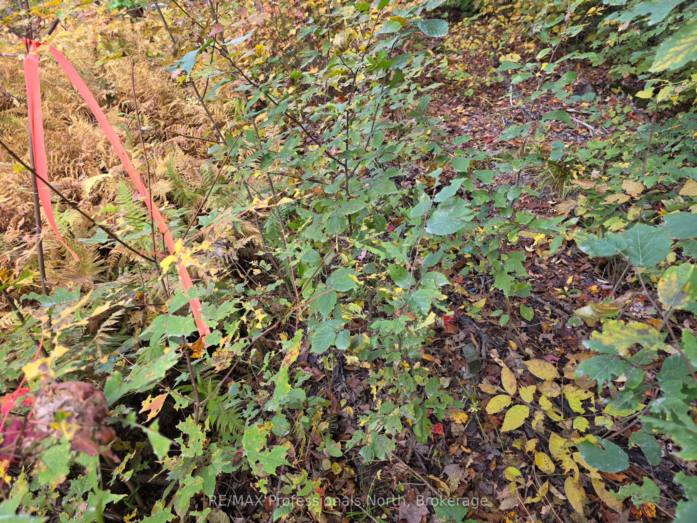 3907 Stisted Road Property Photo 20
