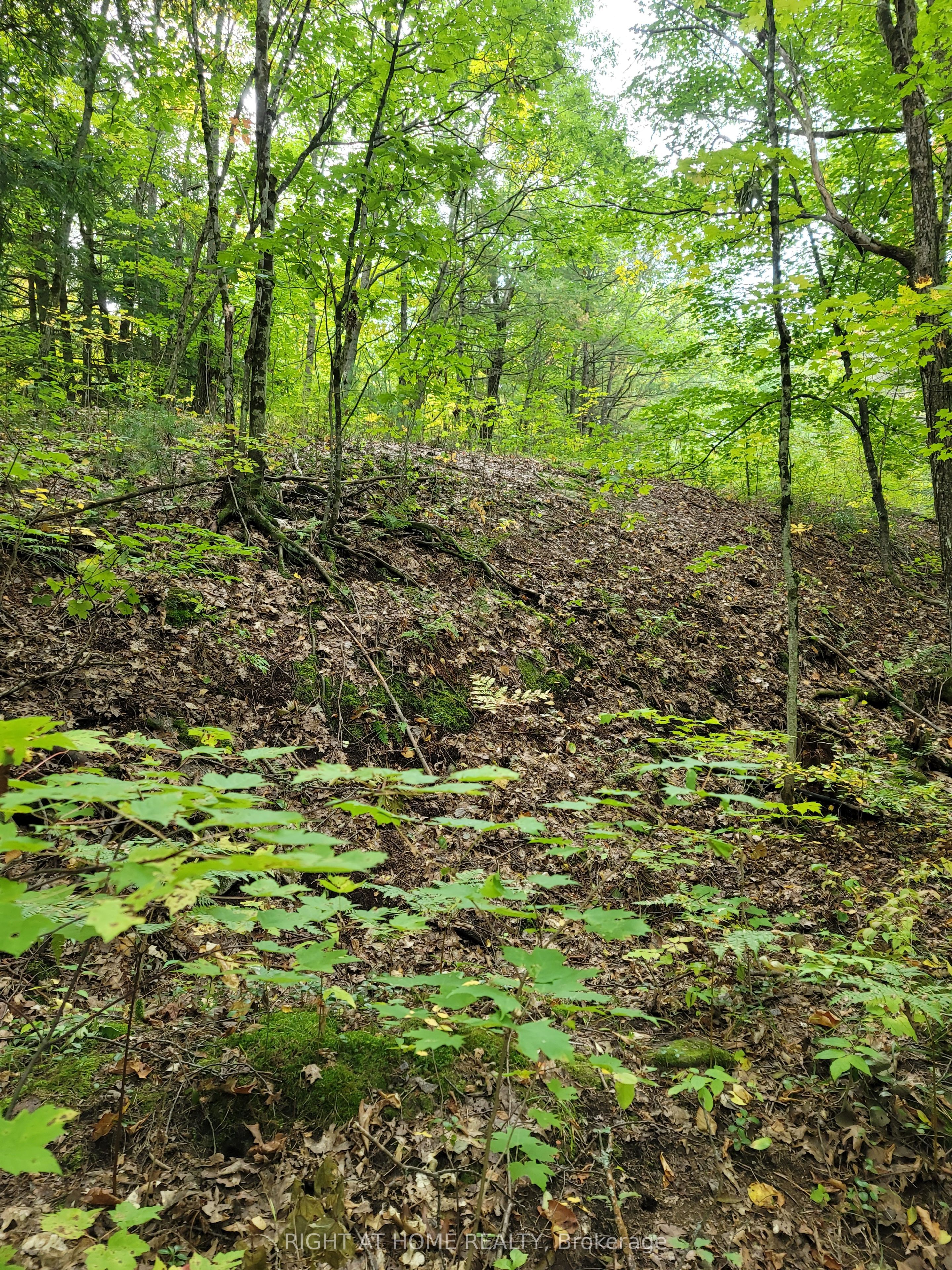 Lt 17 Laidlaw Avenue Property Photo 5