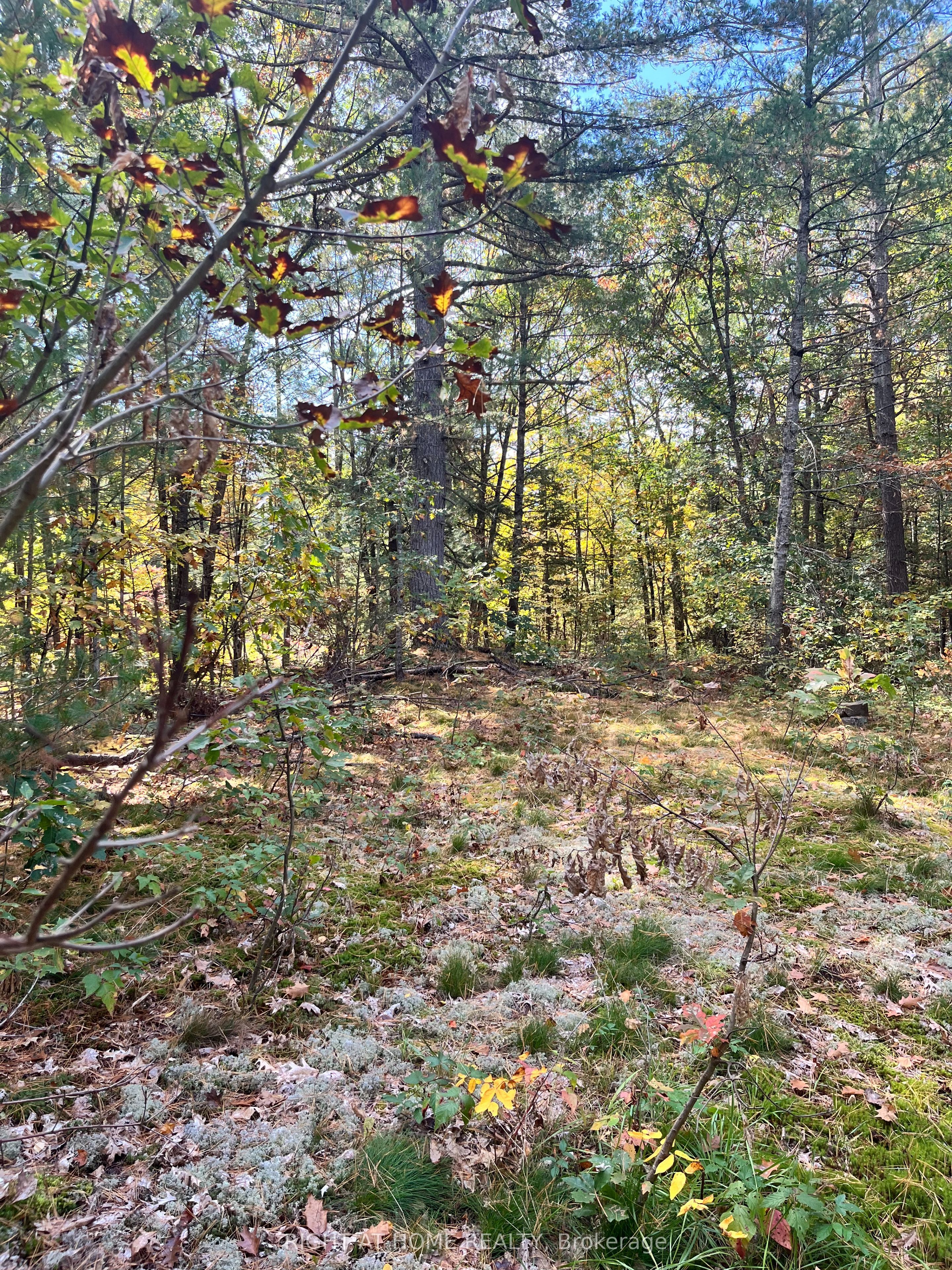 Lt 17 Laidlaw Avenue Property Photo 26