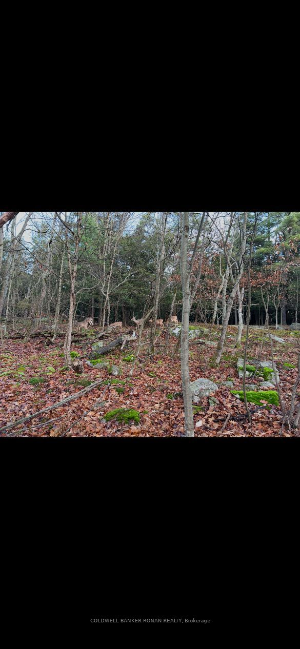 345198 15 Side Road Property Photo 20