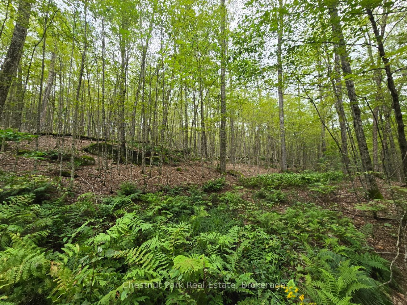 00 Old Track Road Property Photo 1
