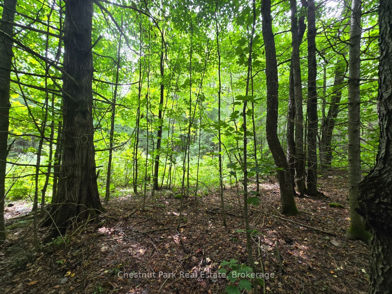 00 Old Track Road Property Photo 17