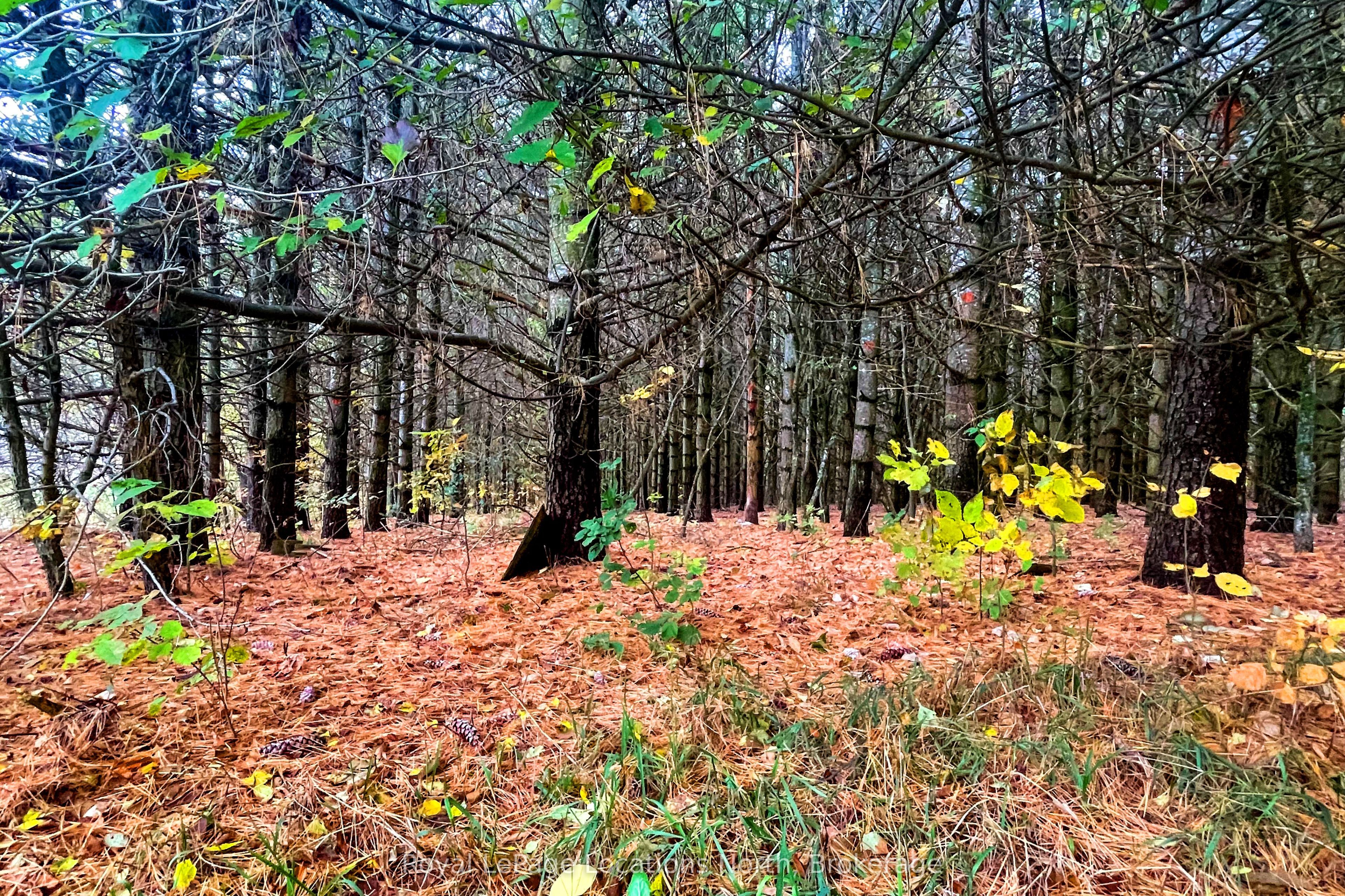 57810 12th Line Property Photo 8
