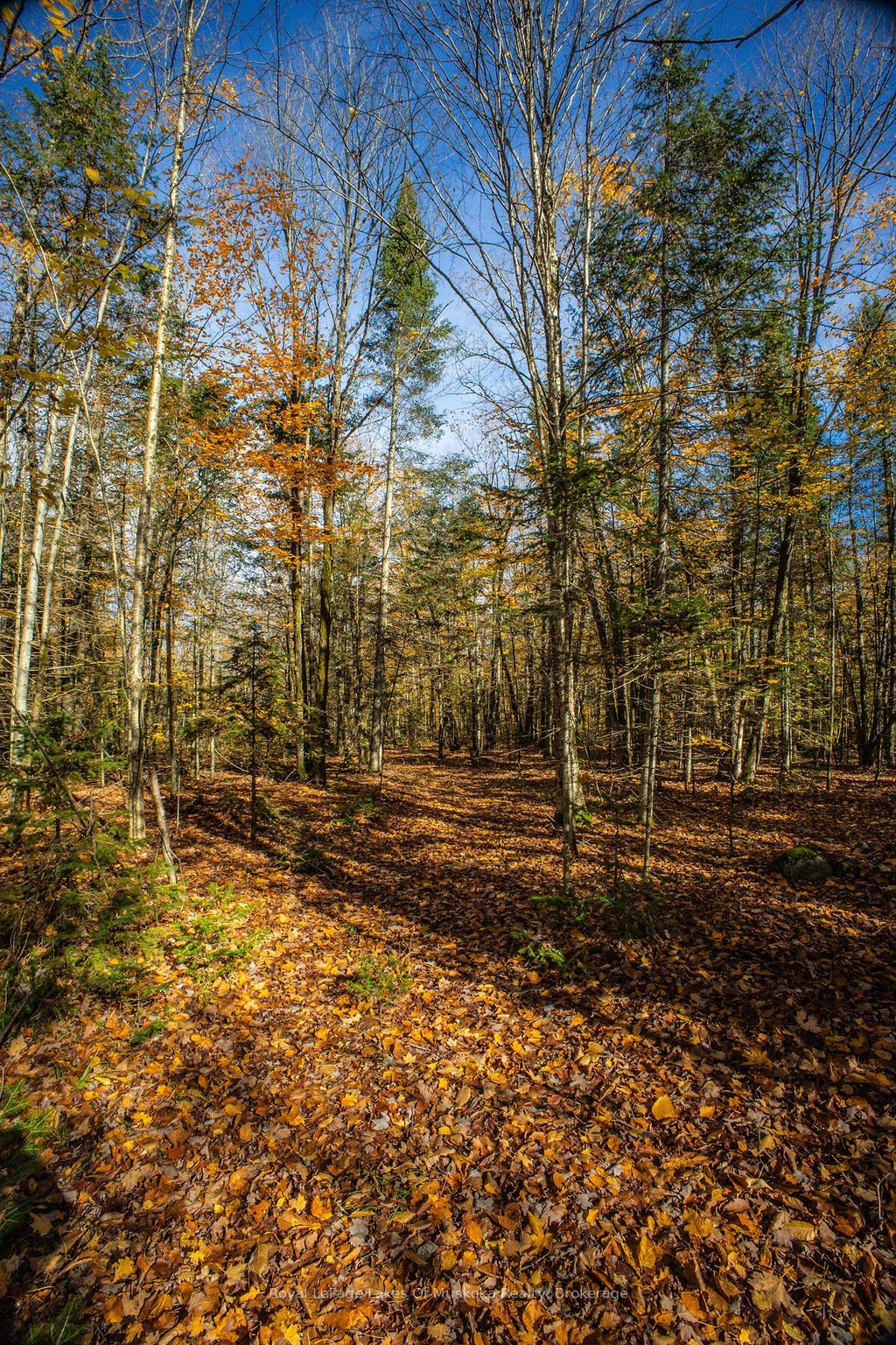 0 Lakeshore Road Property Photo 13
