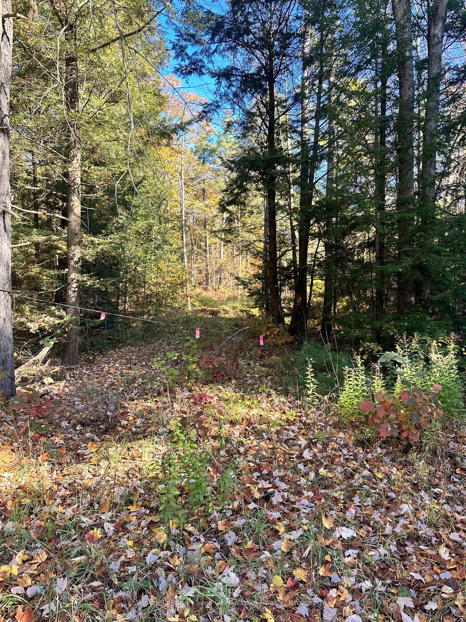 1101 Doe Lake Road Property Photo 1