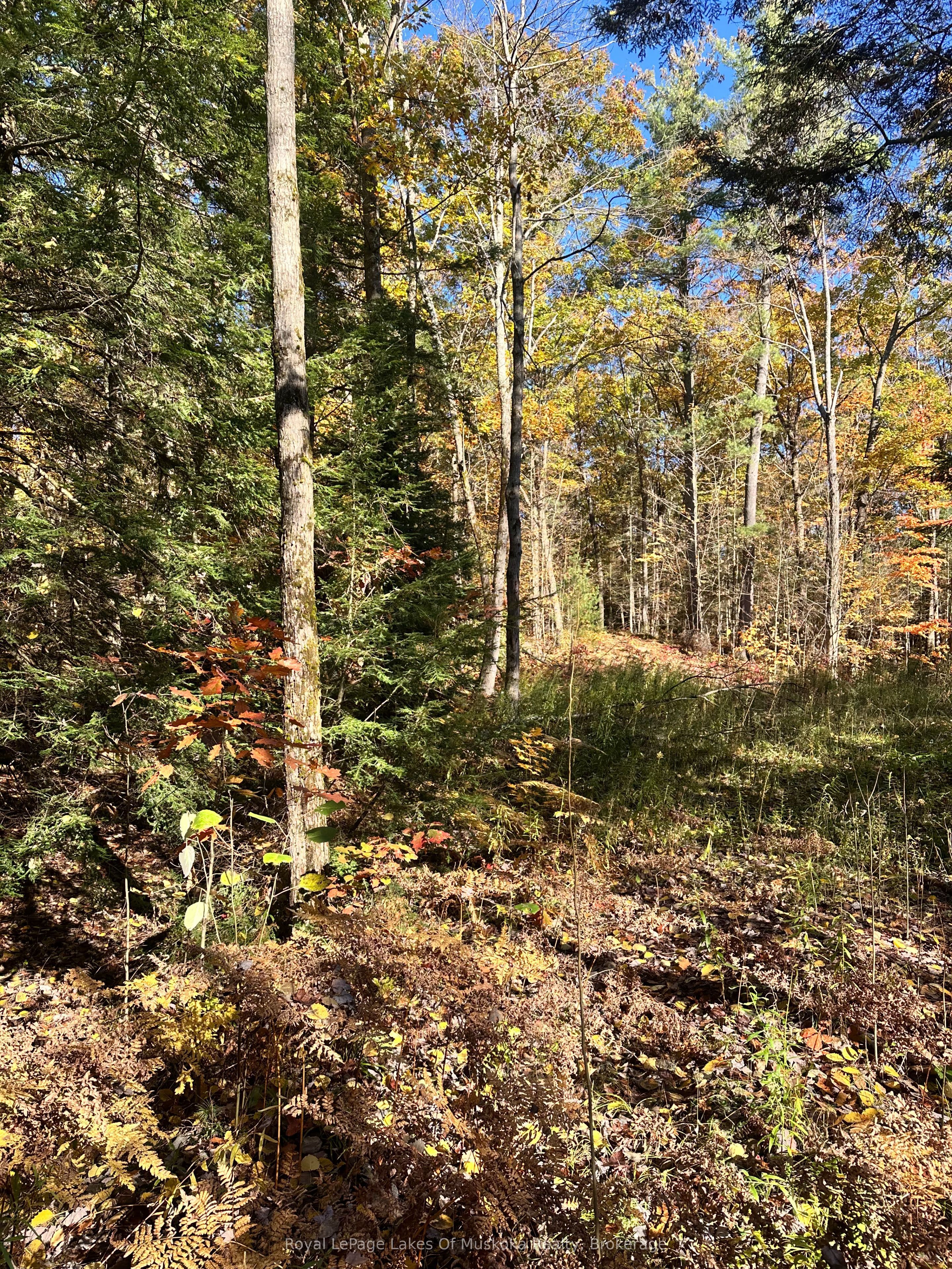 1101 Doe Lake Road Property Photo 4