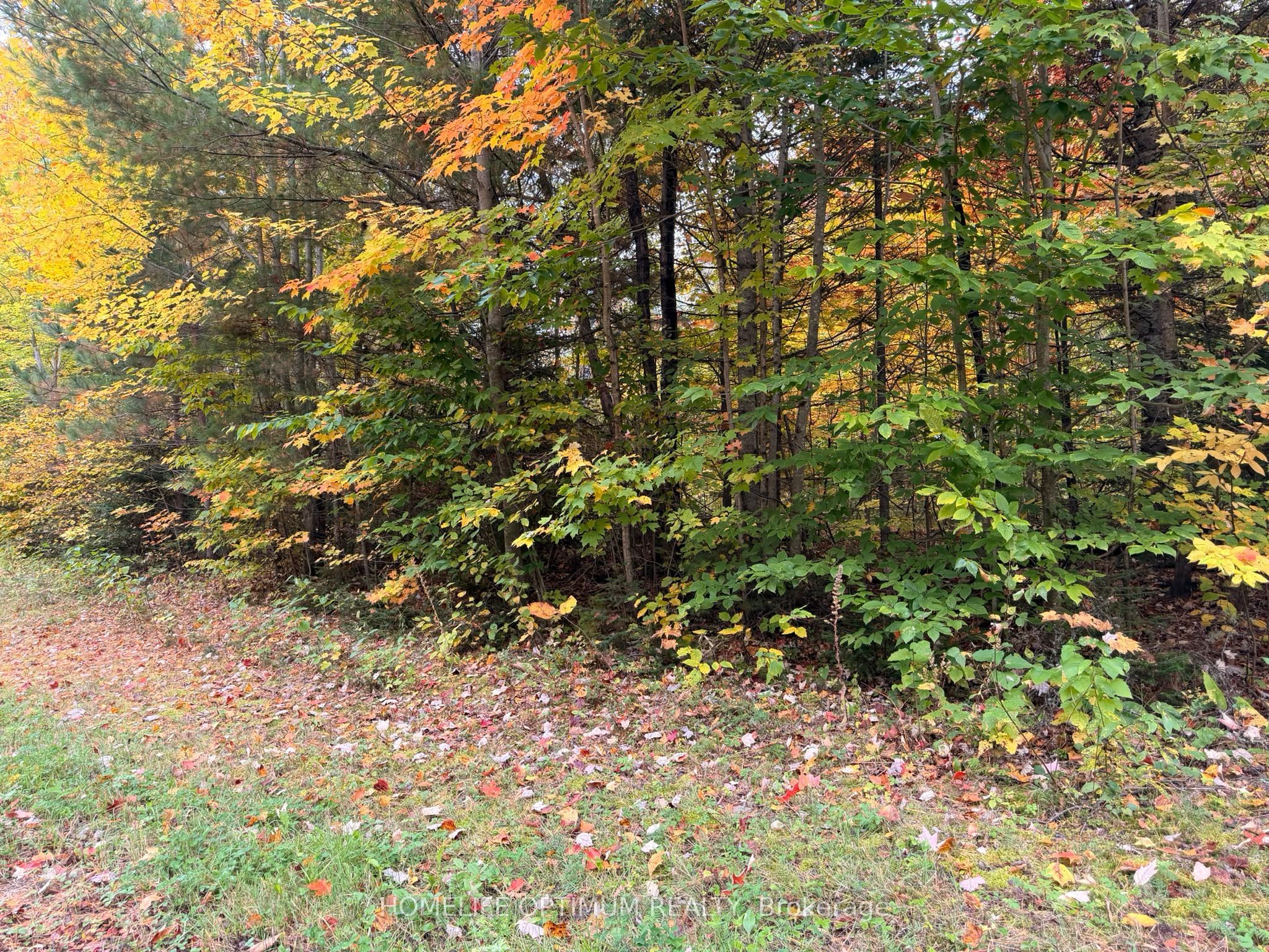 Pt Lt 26 Con A Loggers Road Property Photo 4