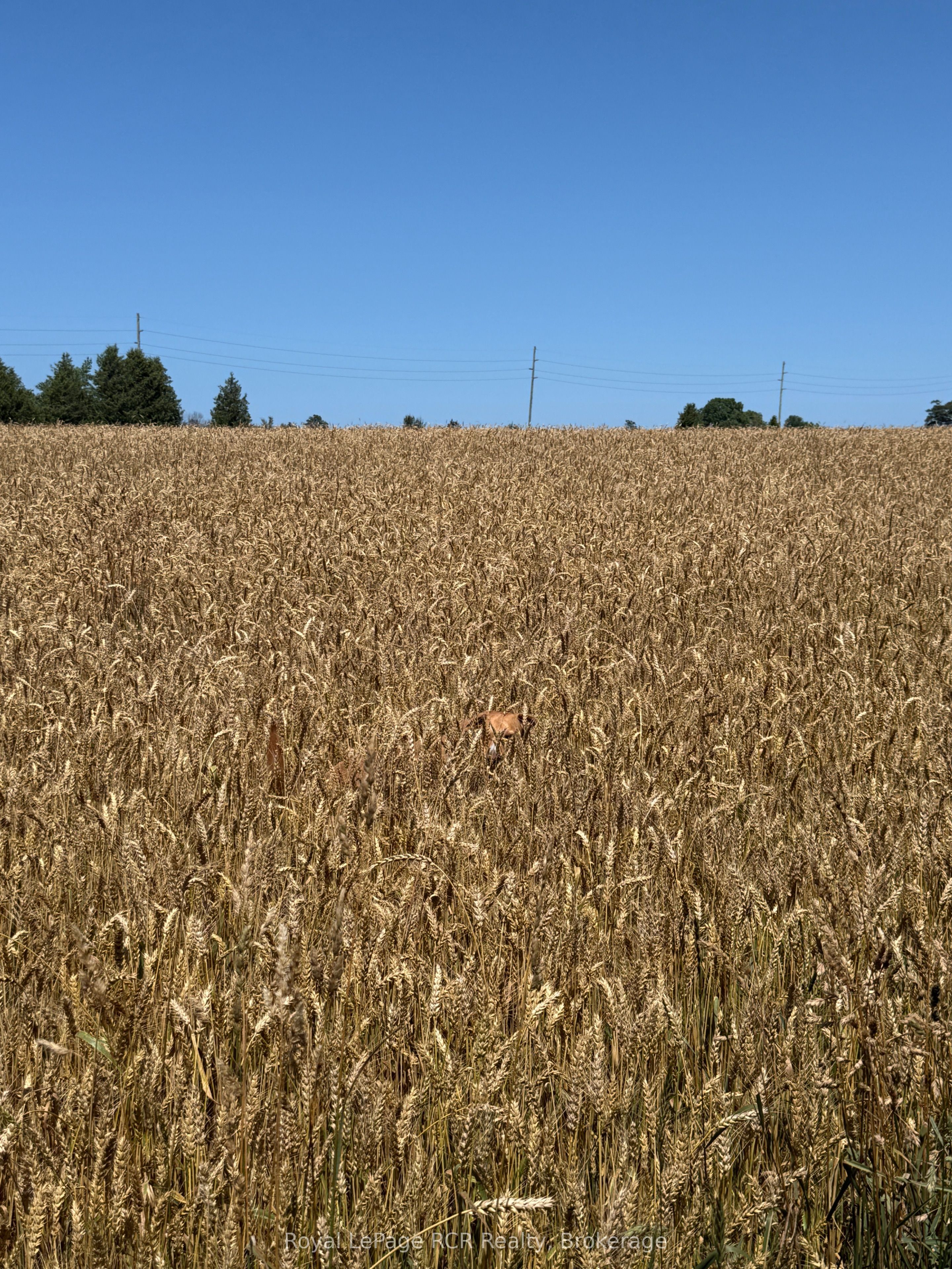 Lot 11 Concession 4(5) Concession Property Photo 9