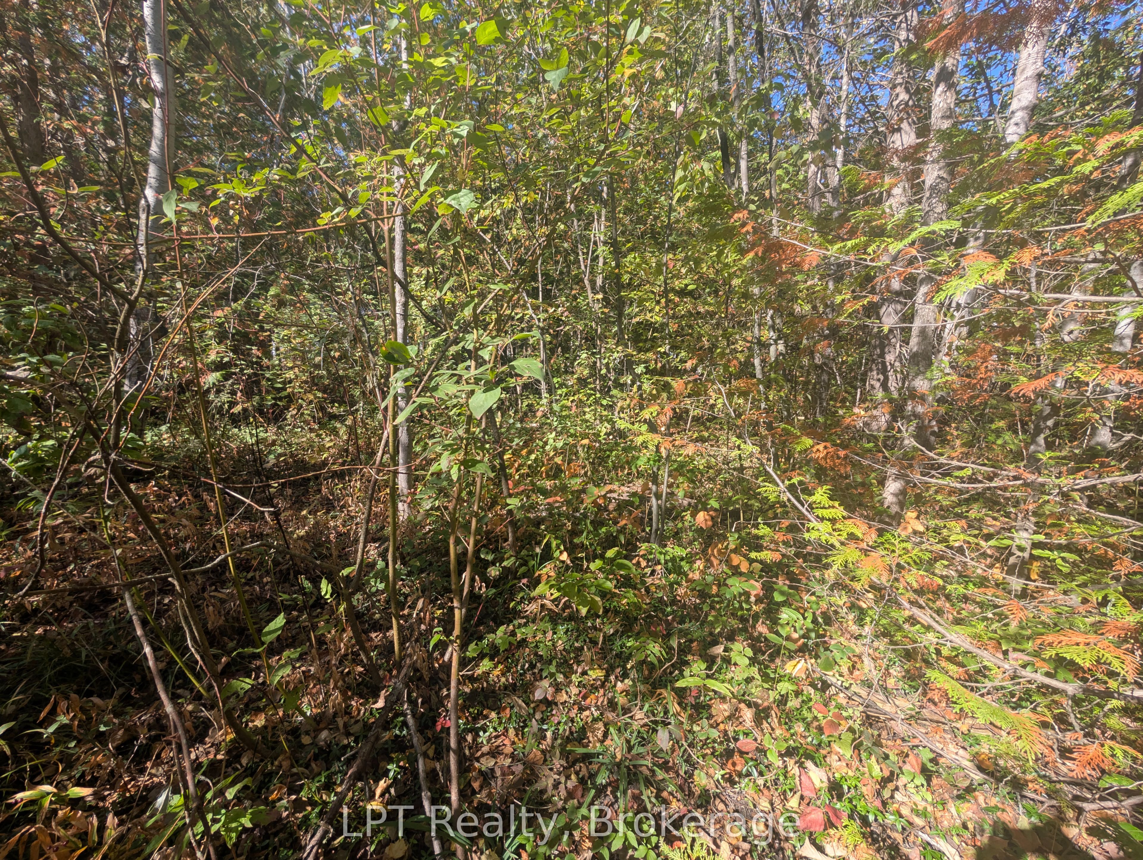 Lt 166 Mallory Beach Road Property Photo 11