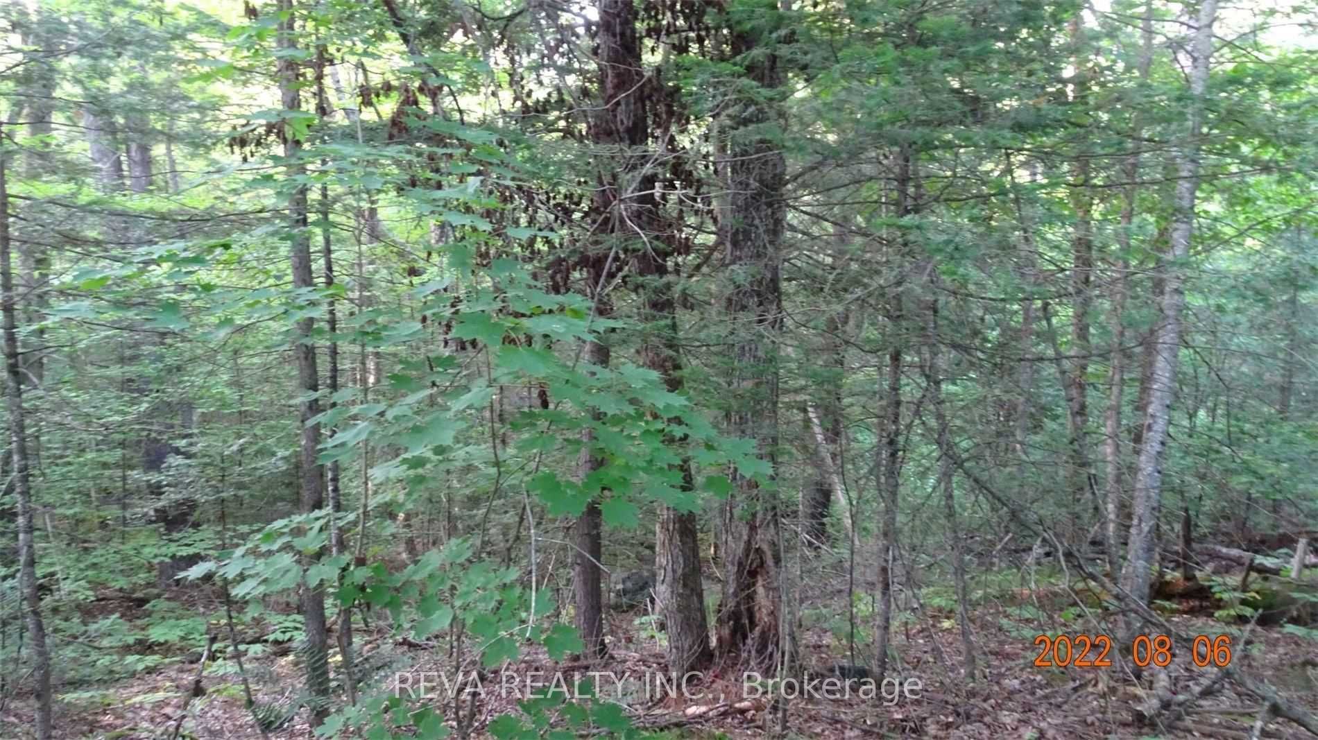 1251 Buckshot Lake Rd Property Photo 3