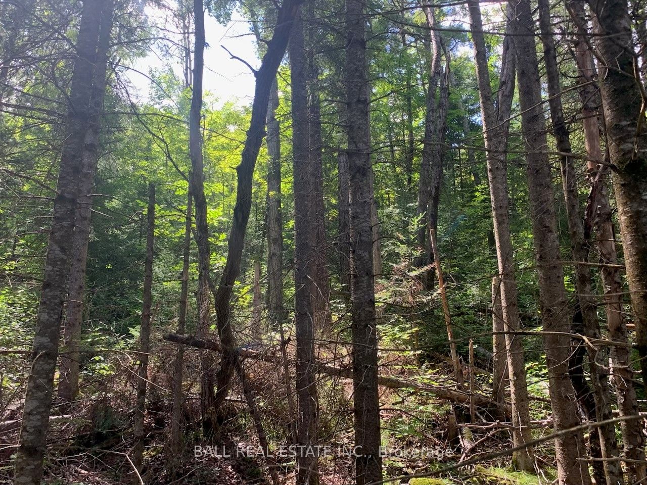 Lot 29 Highway 62 Property Photo 2