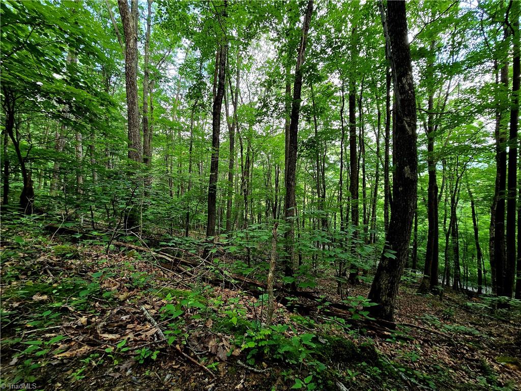Tbd Red Fox Trail Property Photo 4