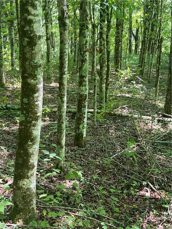 000 Whitaker Branch Road Property Photo 11