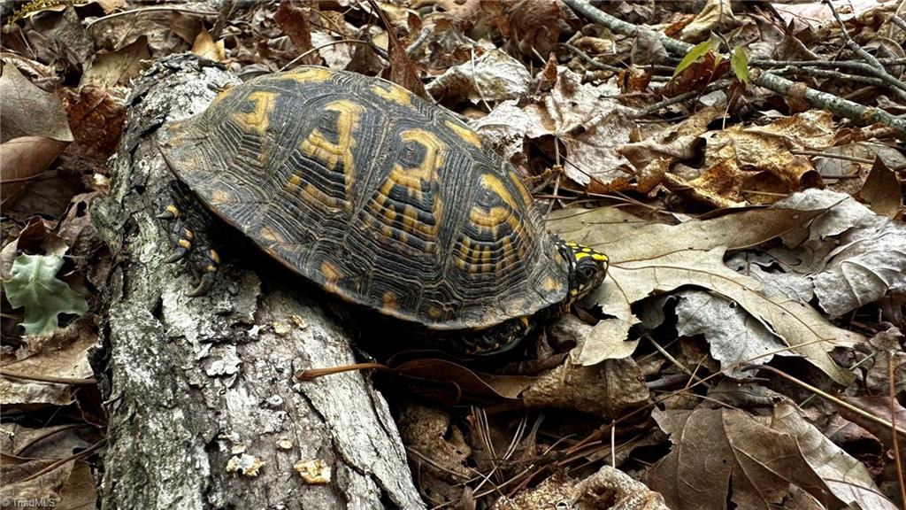 6800 Nc Highway 18 Property Photo 7