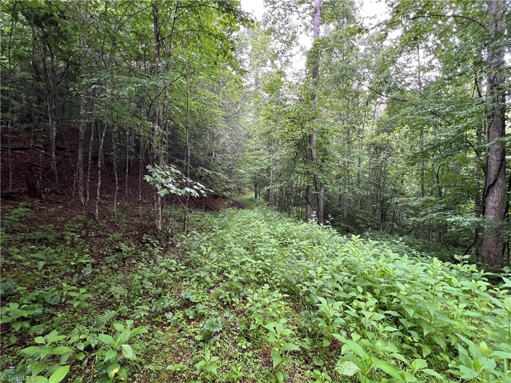 Tbd Staghorn Road Property Photo 19