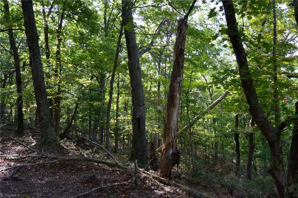 Tract E Hanging Rock Forest Road Property Photo 4