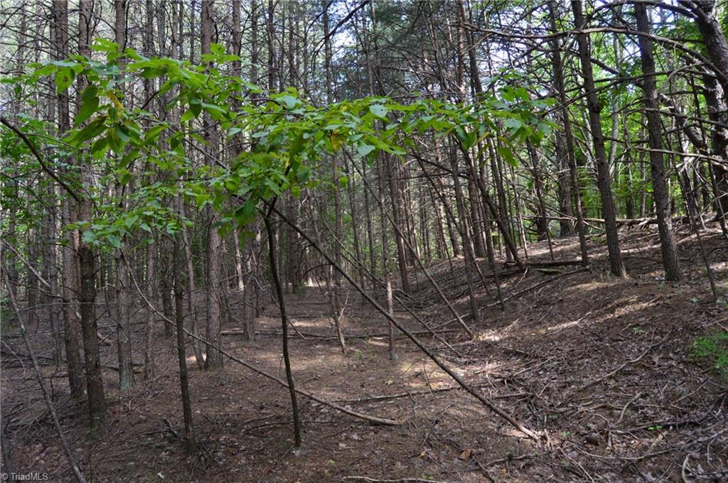 Tract E Hanging Rock Forest Road Property Photo 5
