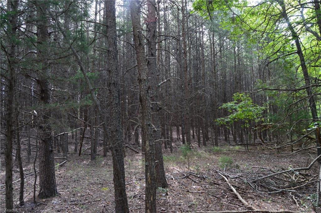 Tract E Hanging Rock Forest Road Property Photo 6