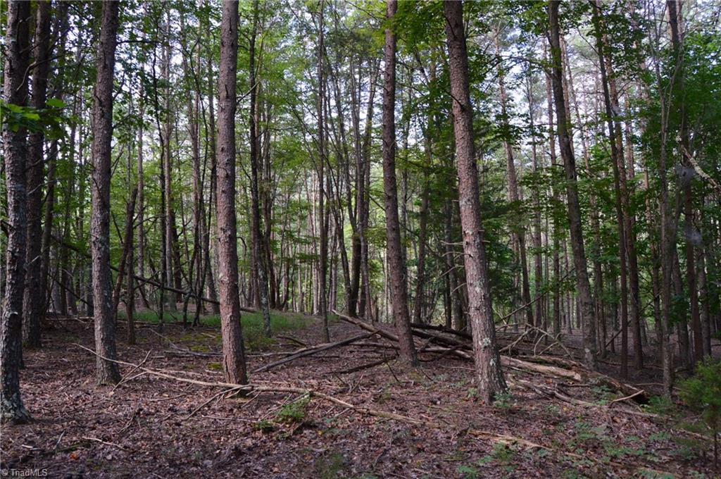 Tract E Hanging Rock Forest Road Property Photo 10